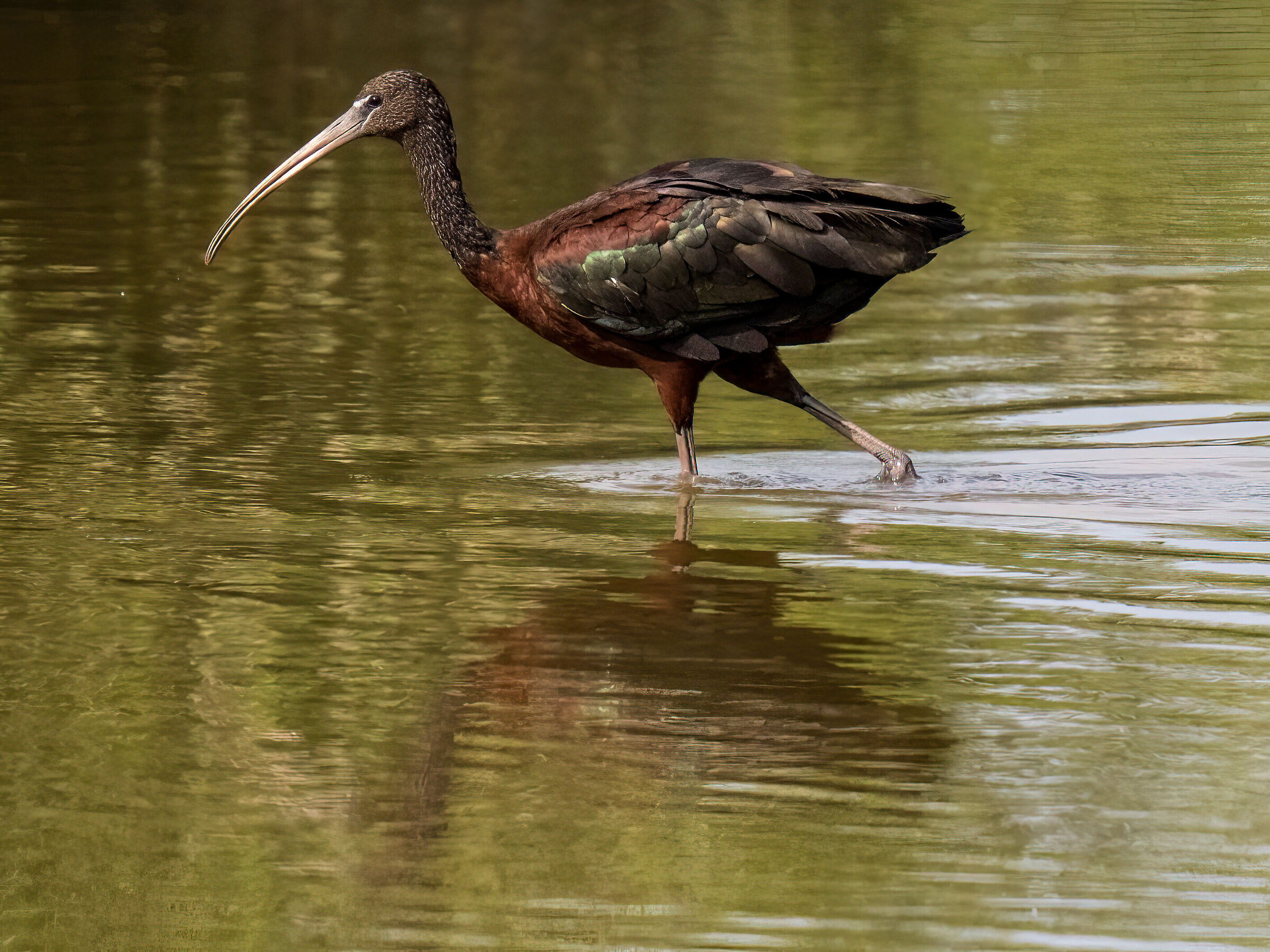 Glossy ibis