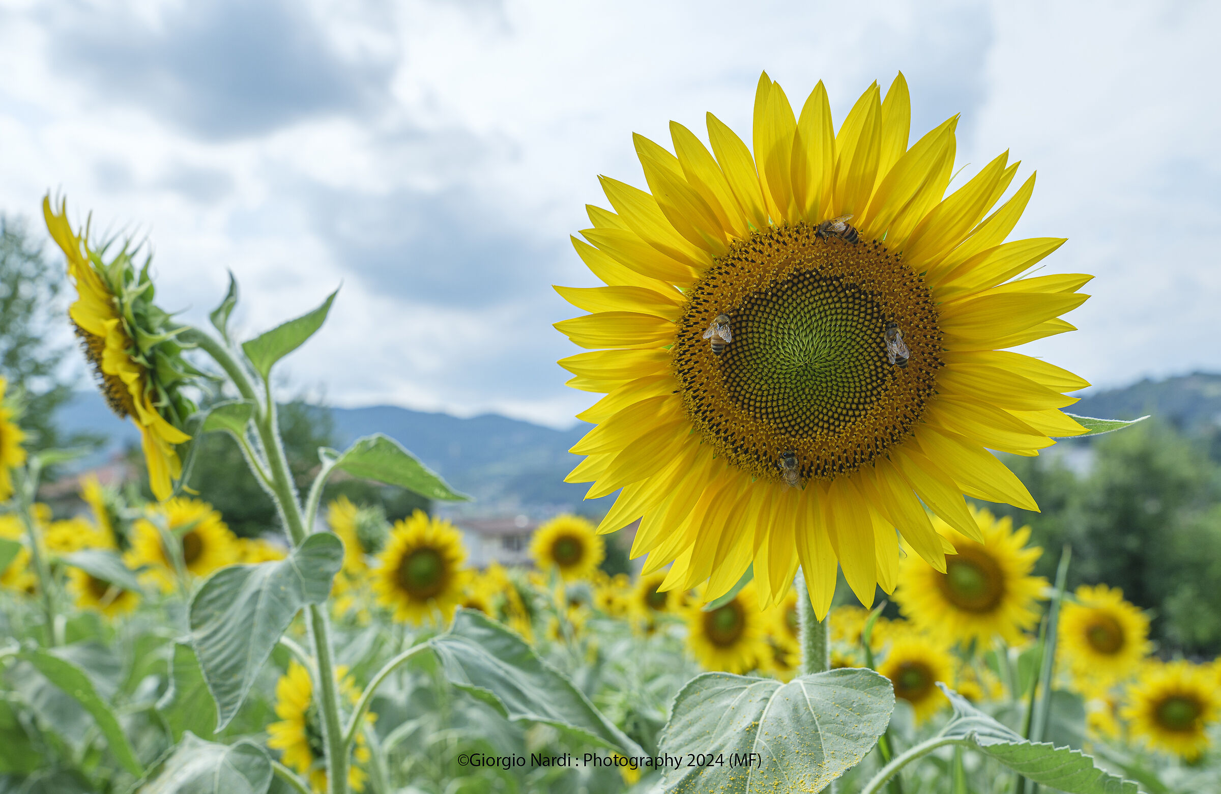 Girasoli, api e . . . punti cardinali