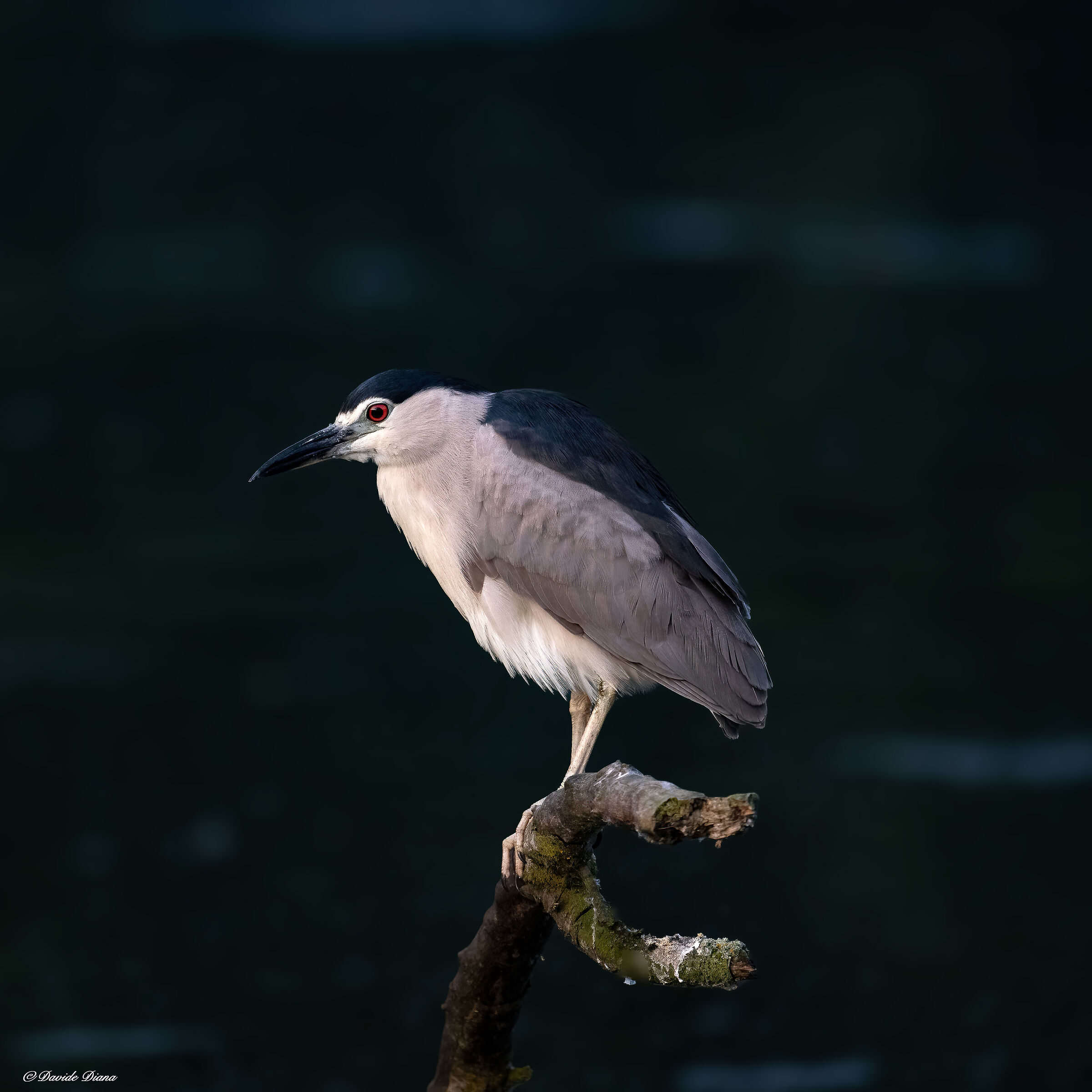 Night Heron