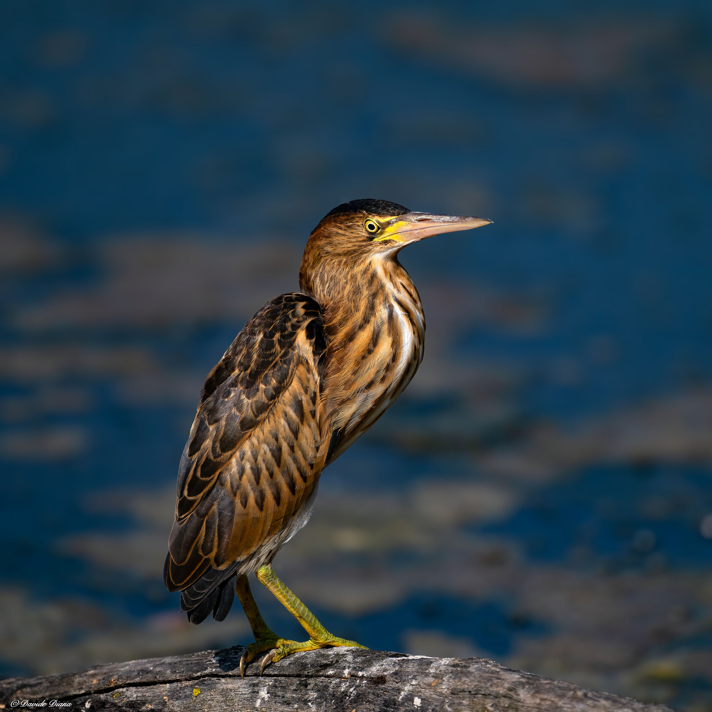 Little bittern