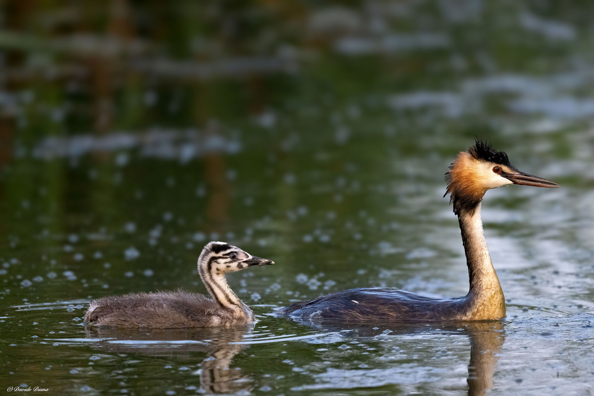 Great crested grebe