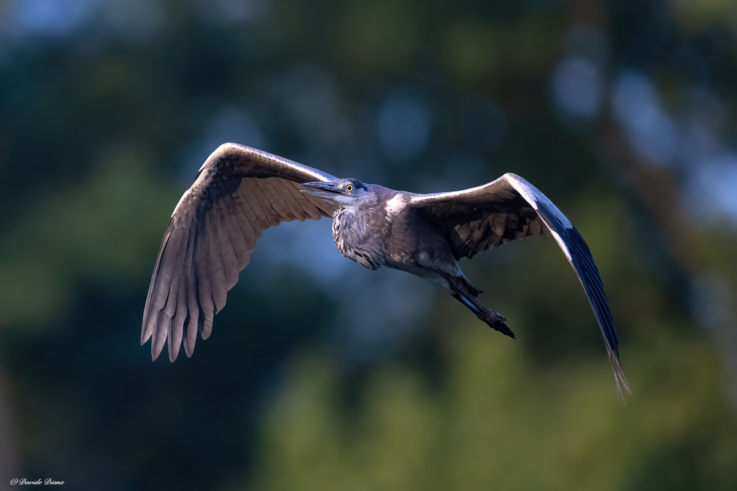 Grey heron