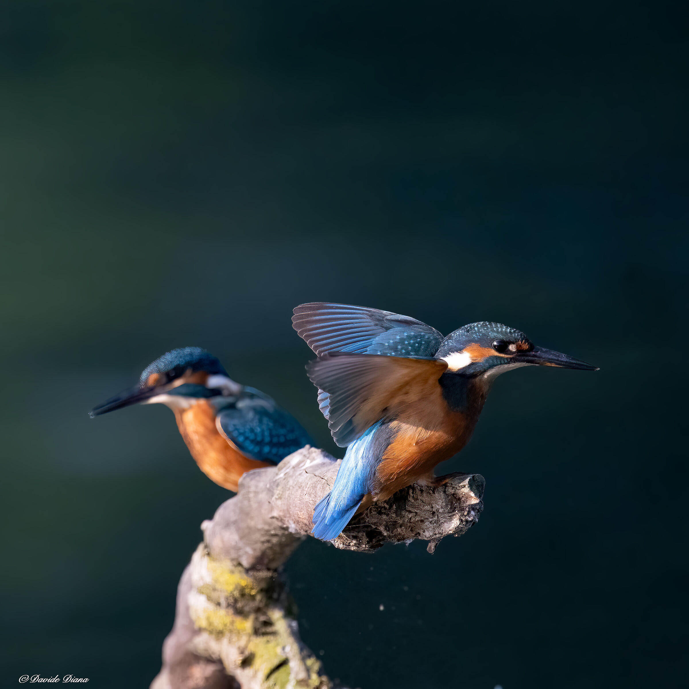 Kingfisher