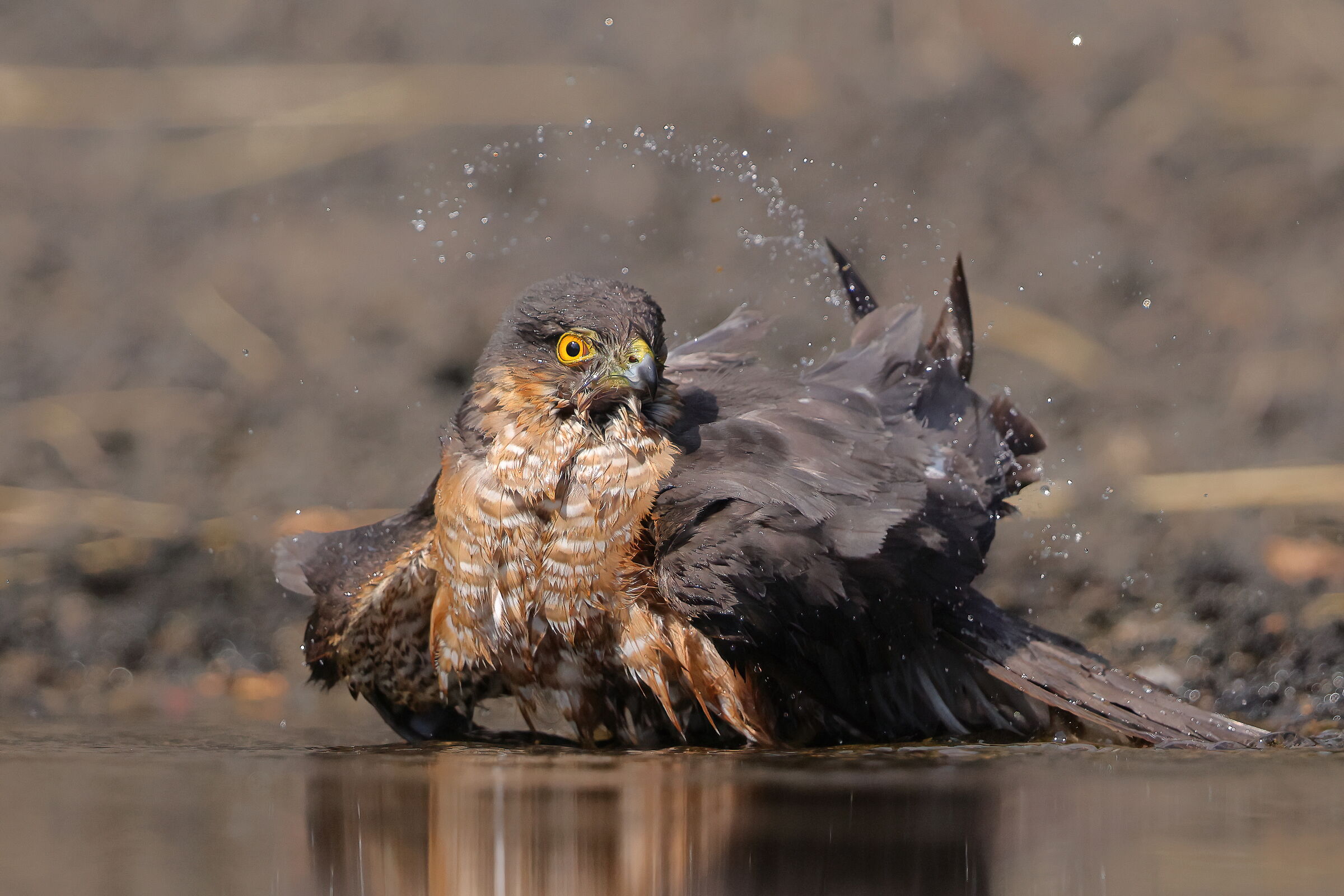 Refreshment on Mount Etna