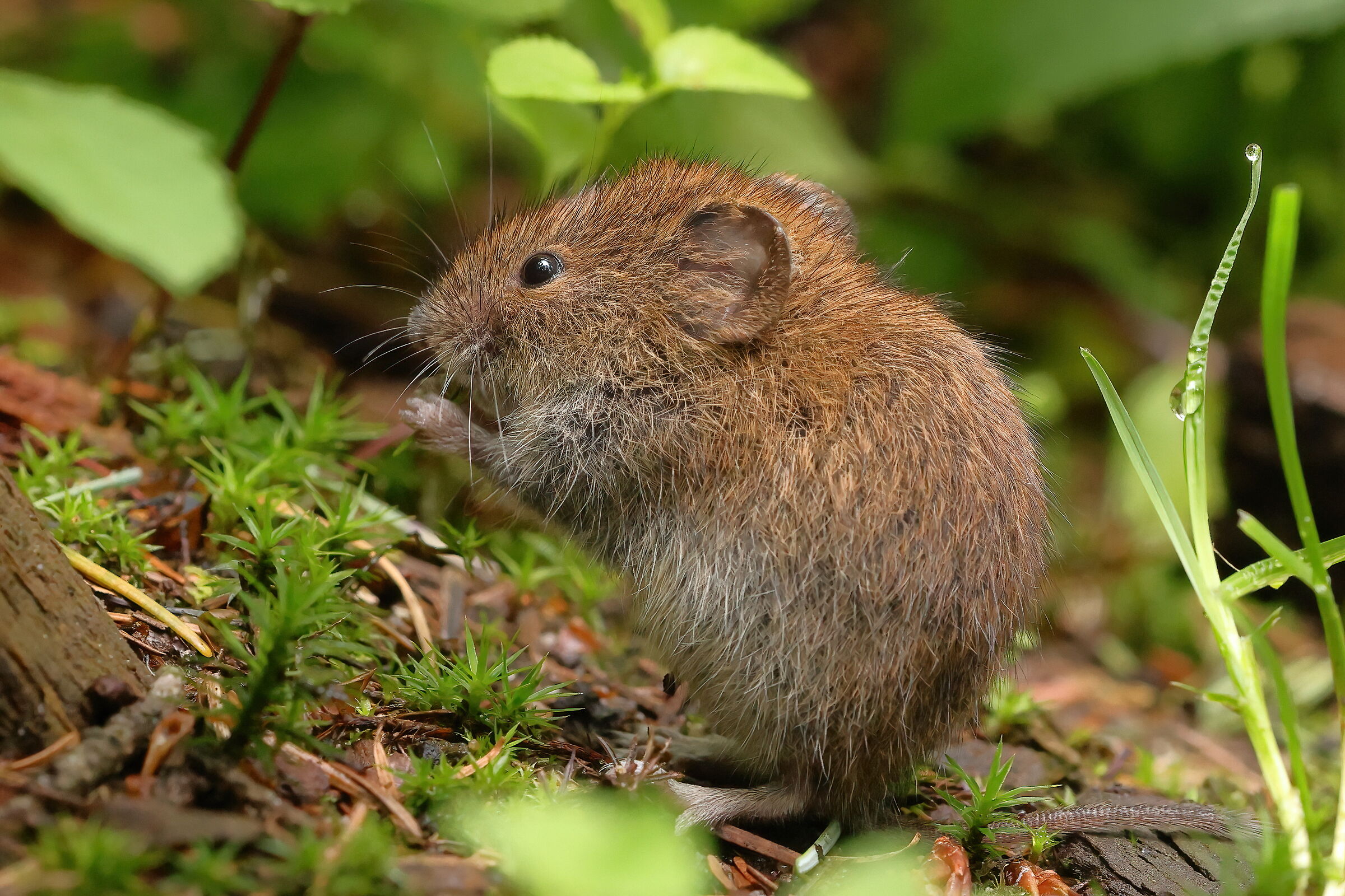 Reddish vole