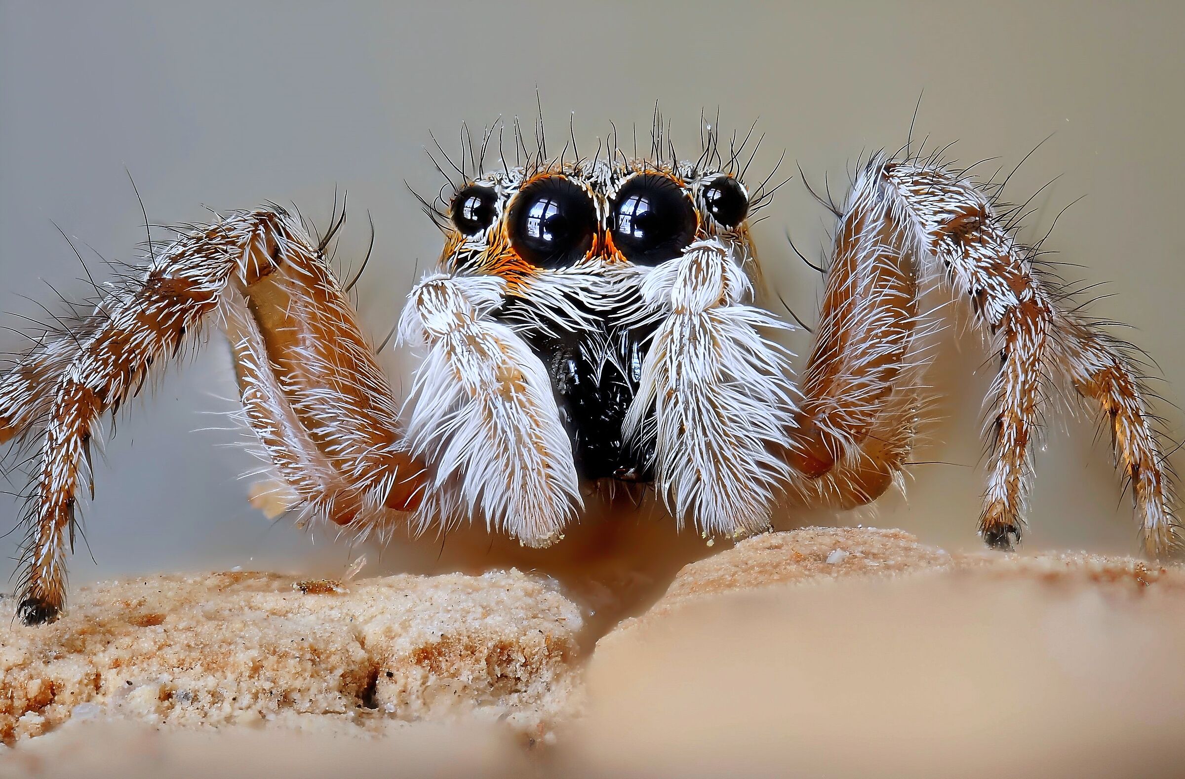 Salticidae