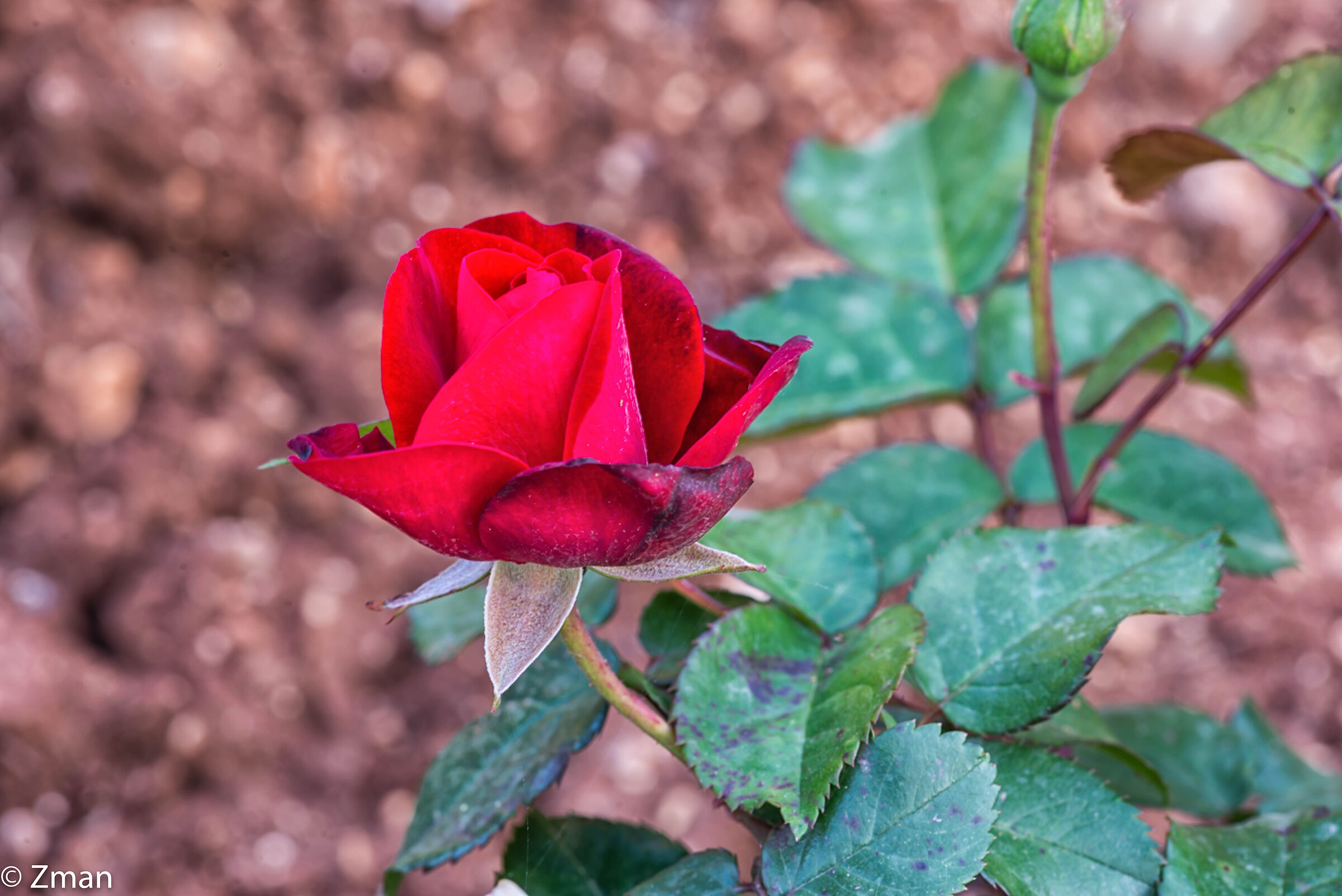 Rosa Rossa Rossa