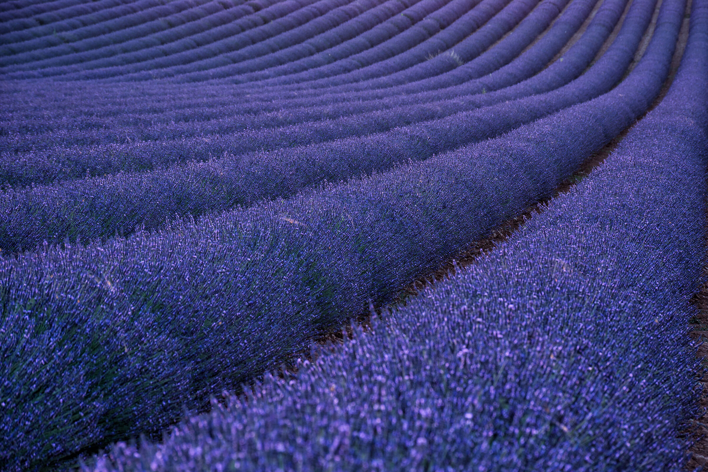 Total Purple