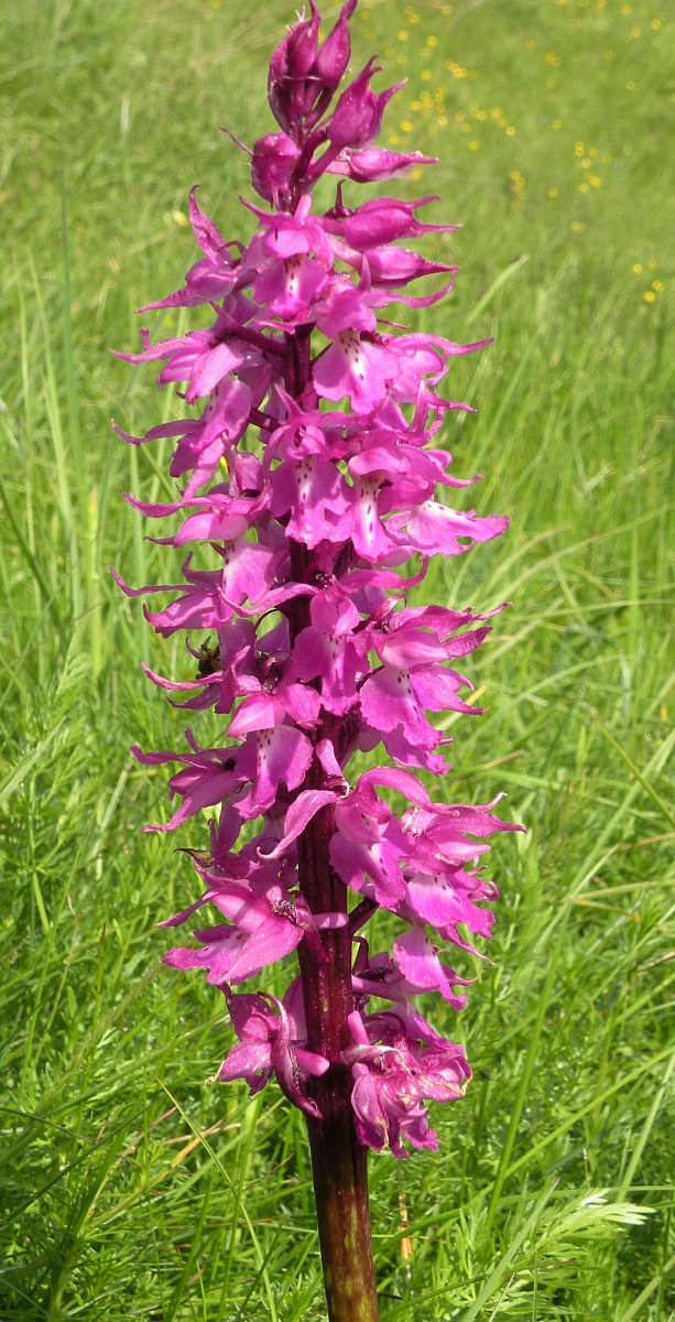 Wild Orchid