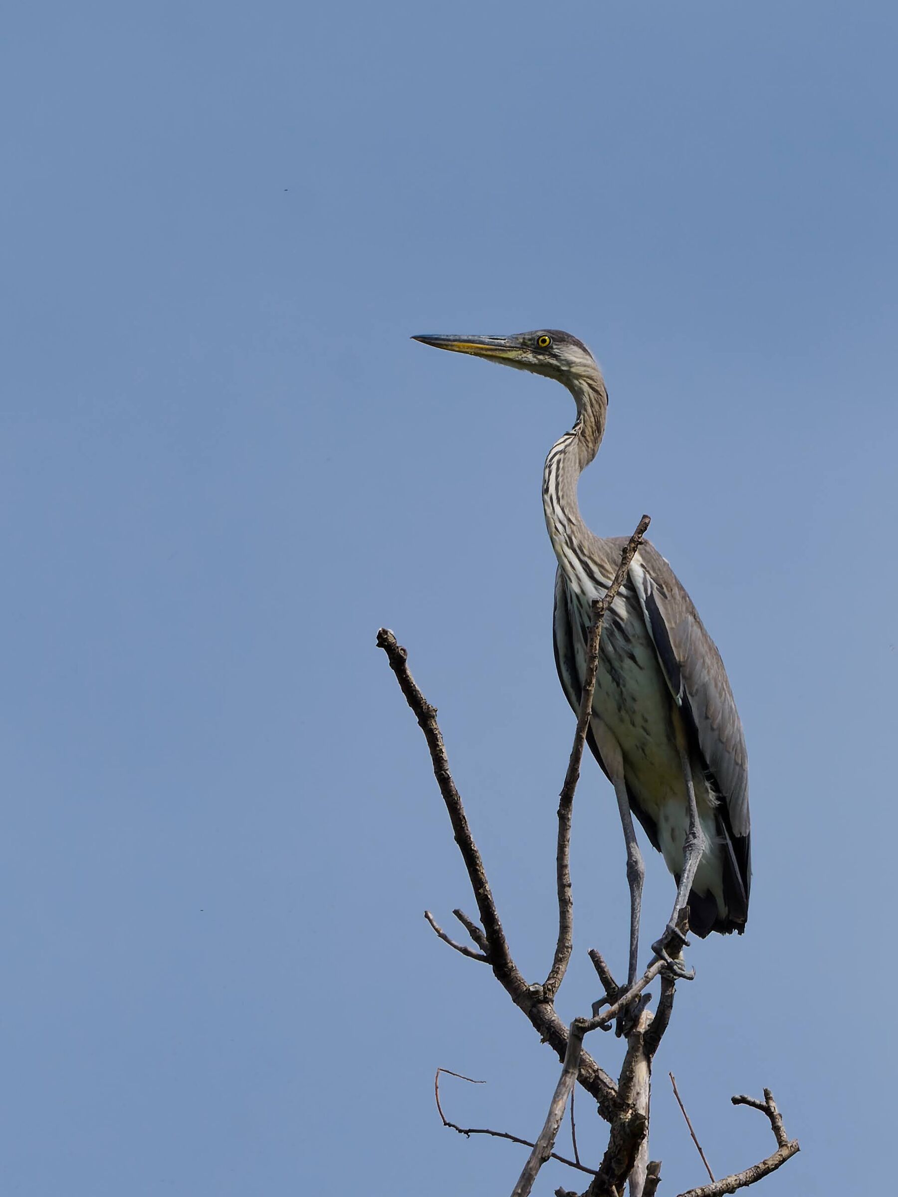 Young Grey Heron in heronry