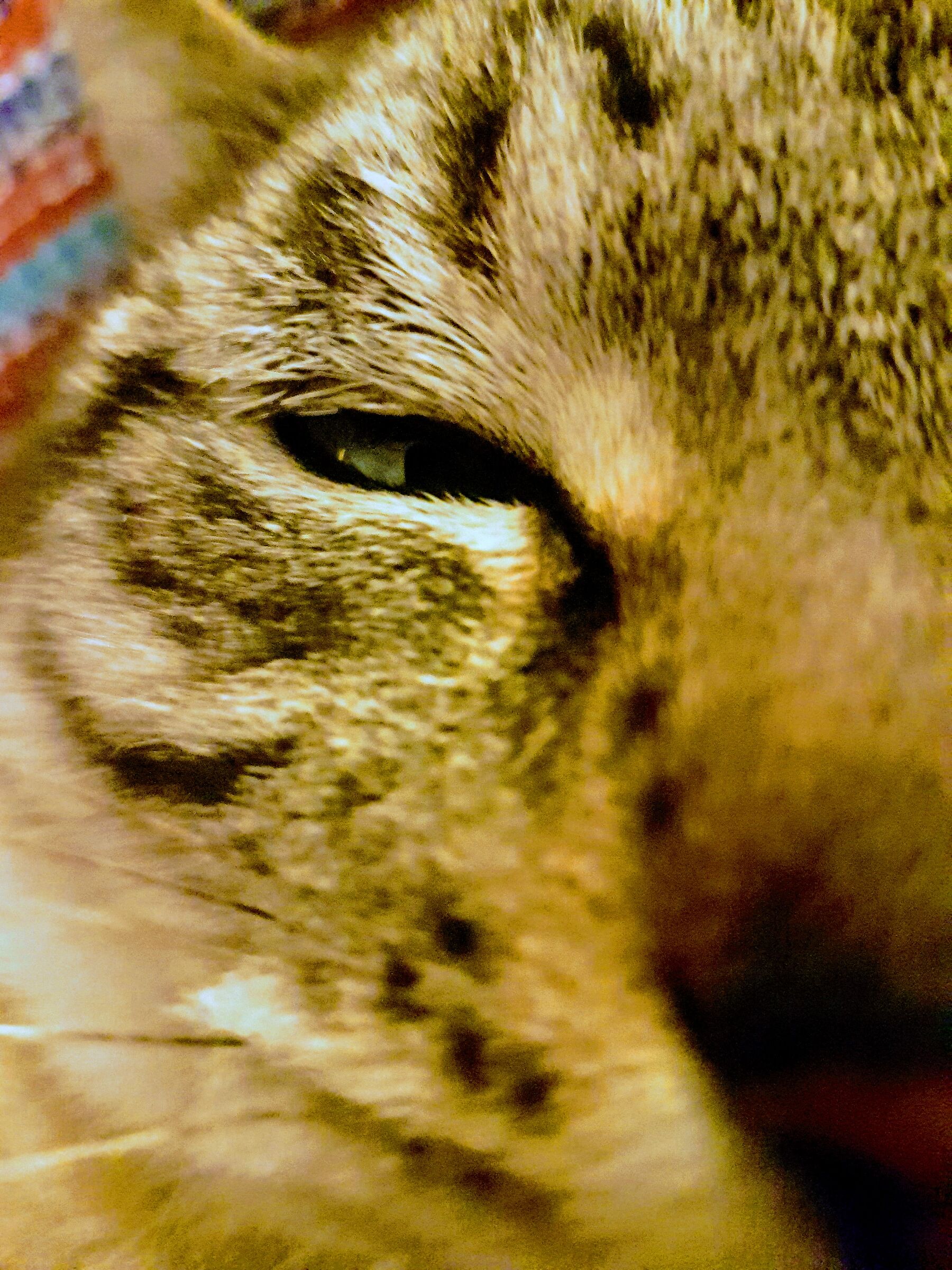 Eye of Anubis - The Grey Lion