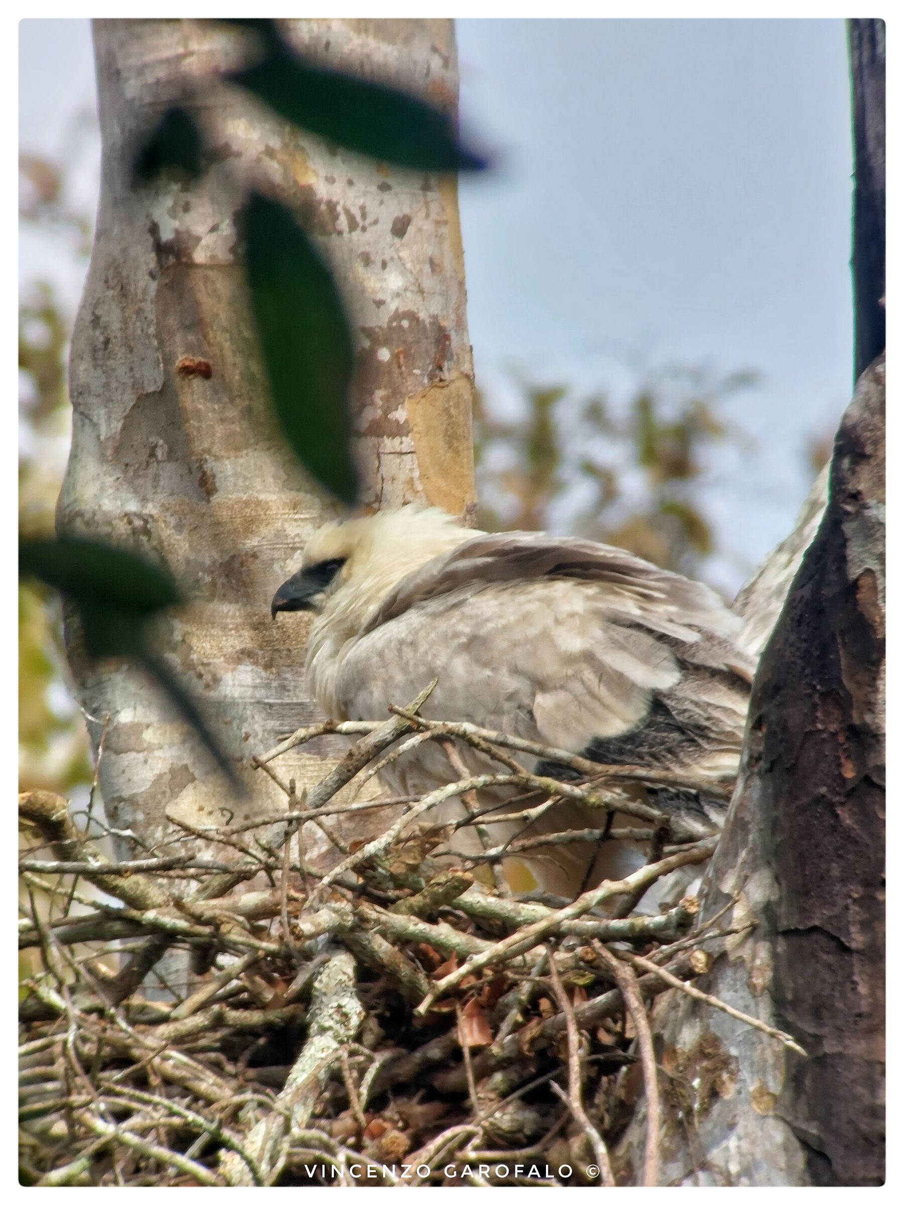 Crested Eagle Chick