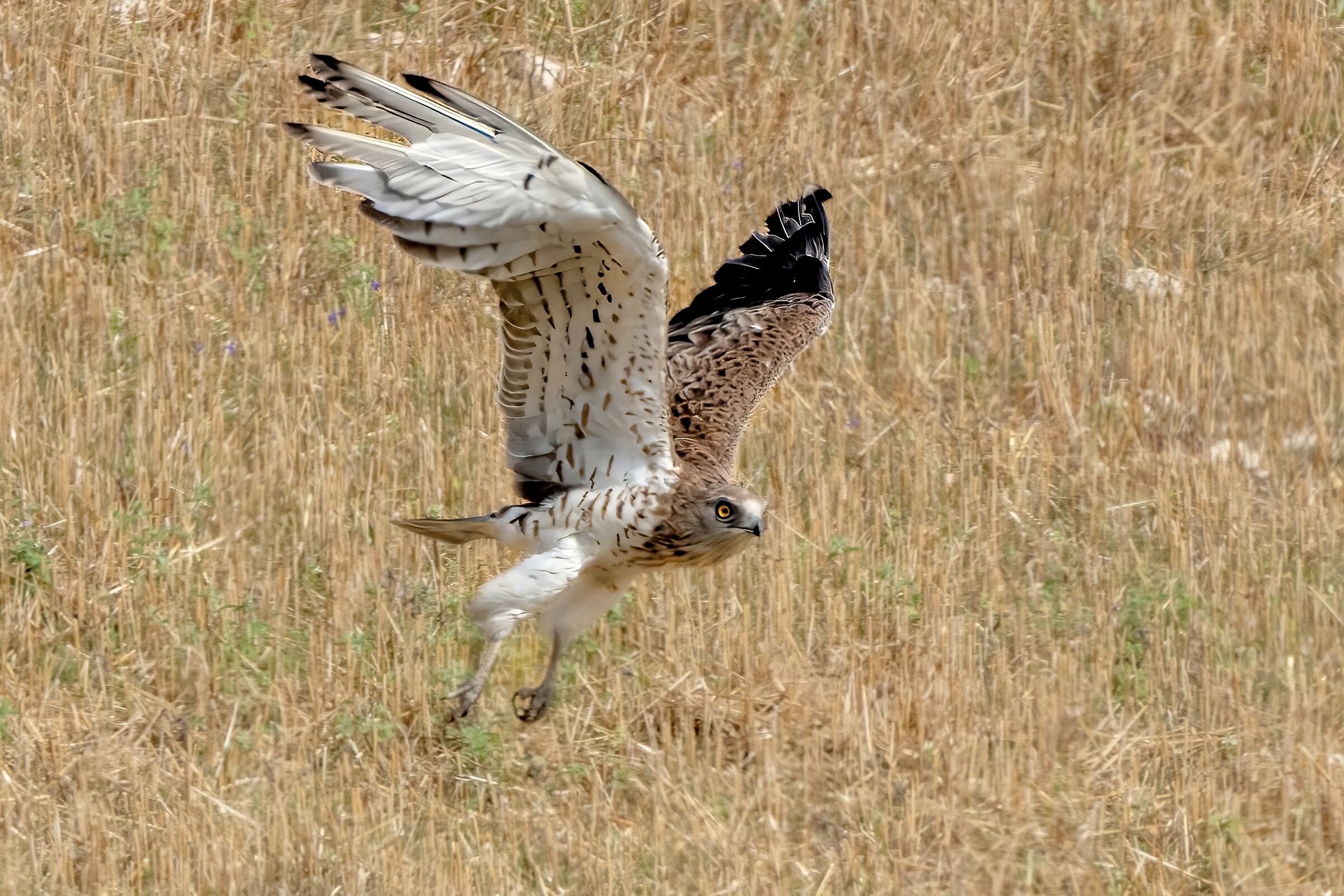 Short-toed Eagle (Circaetus gallicus)