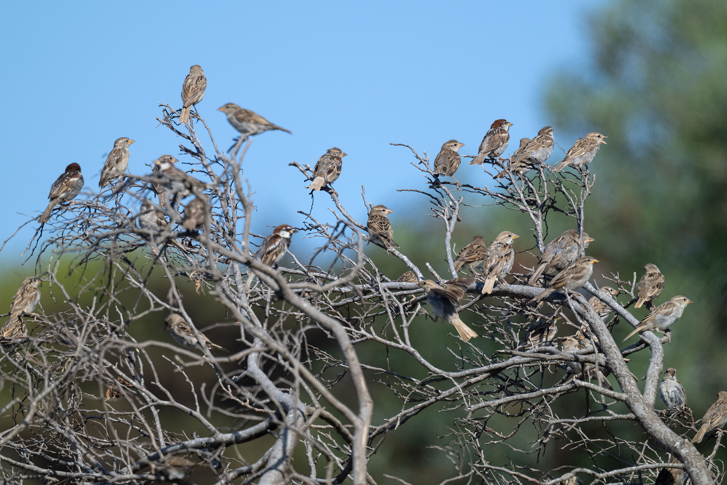 The Kingdom of the Sparrows