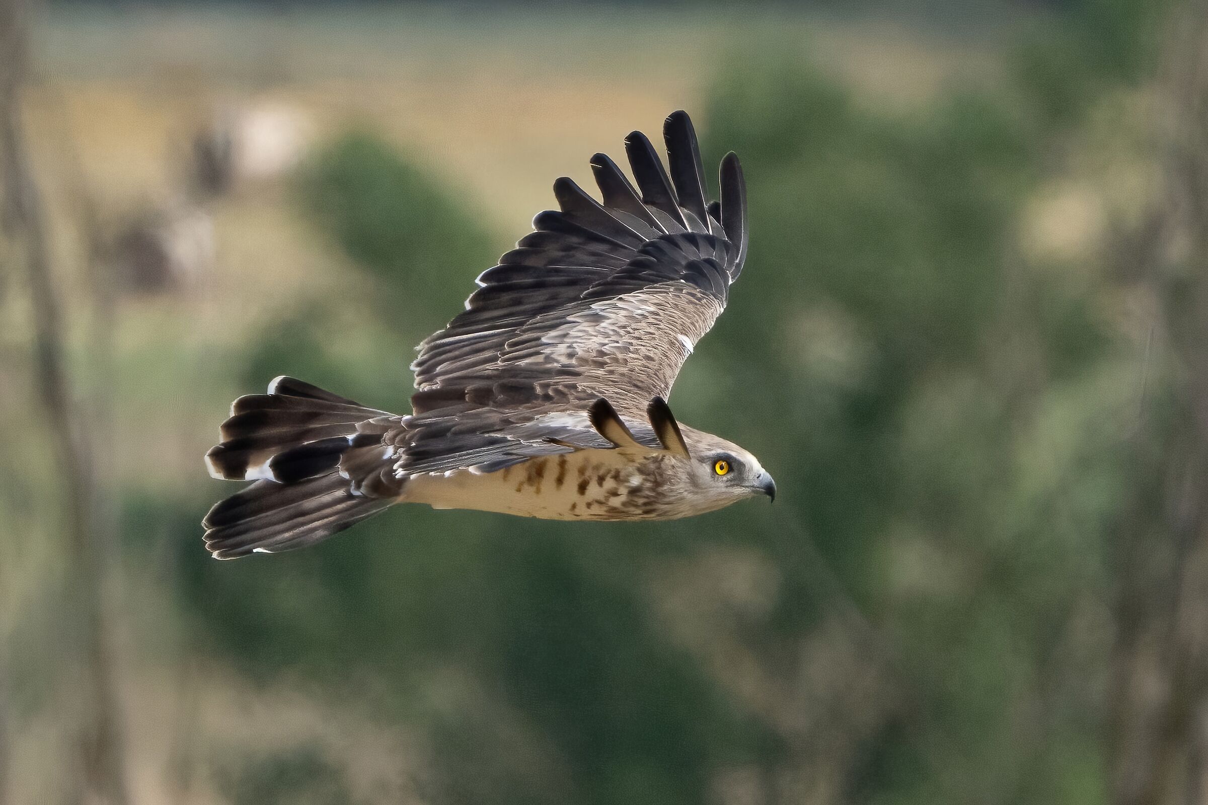 Biancone o Aquila dei serpenti (Circaetus gallicus)