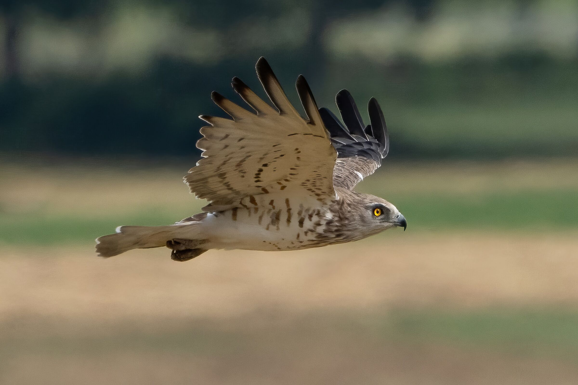 Biancone o Aquila dei serpenti (Circaetus gallicus)