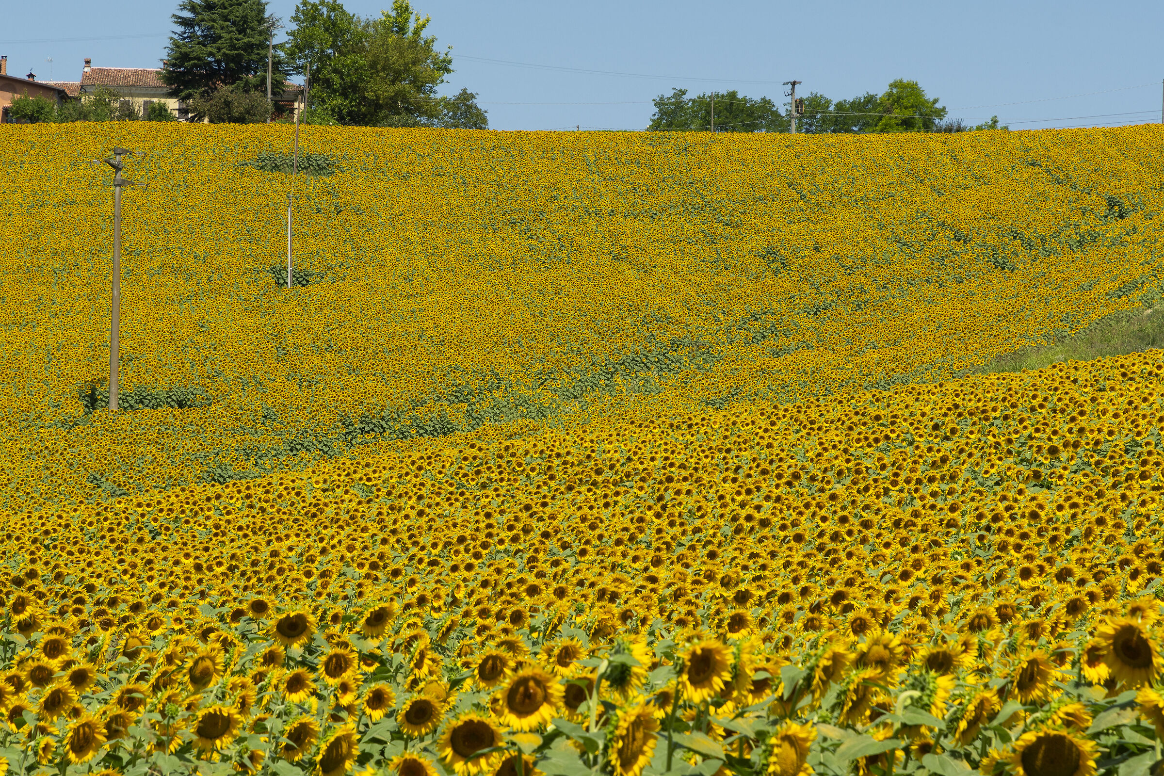 Una collina piena