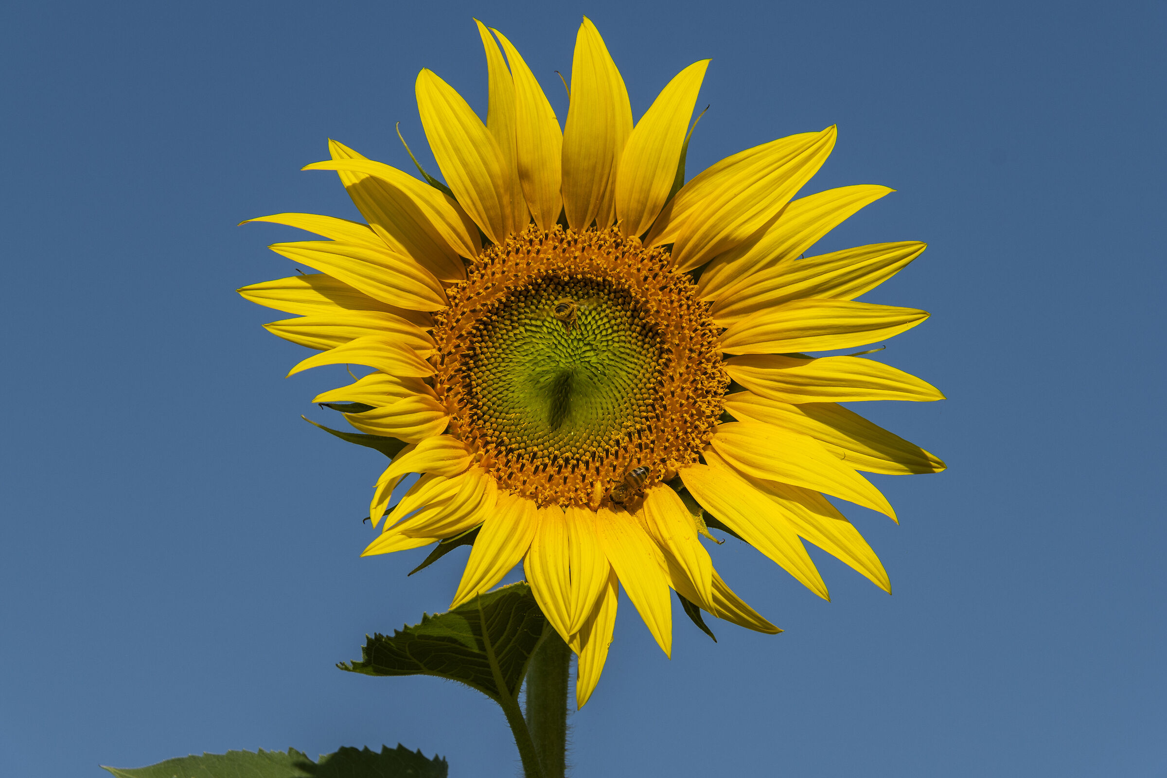 Solo per i tuoi occhi