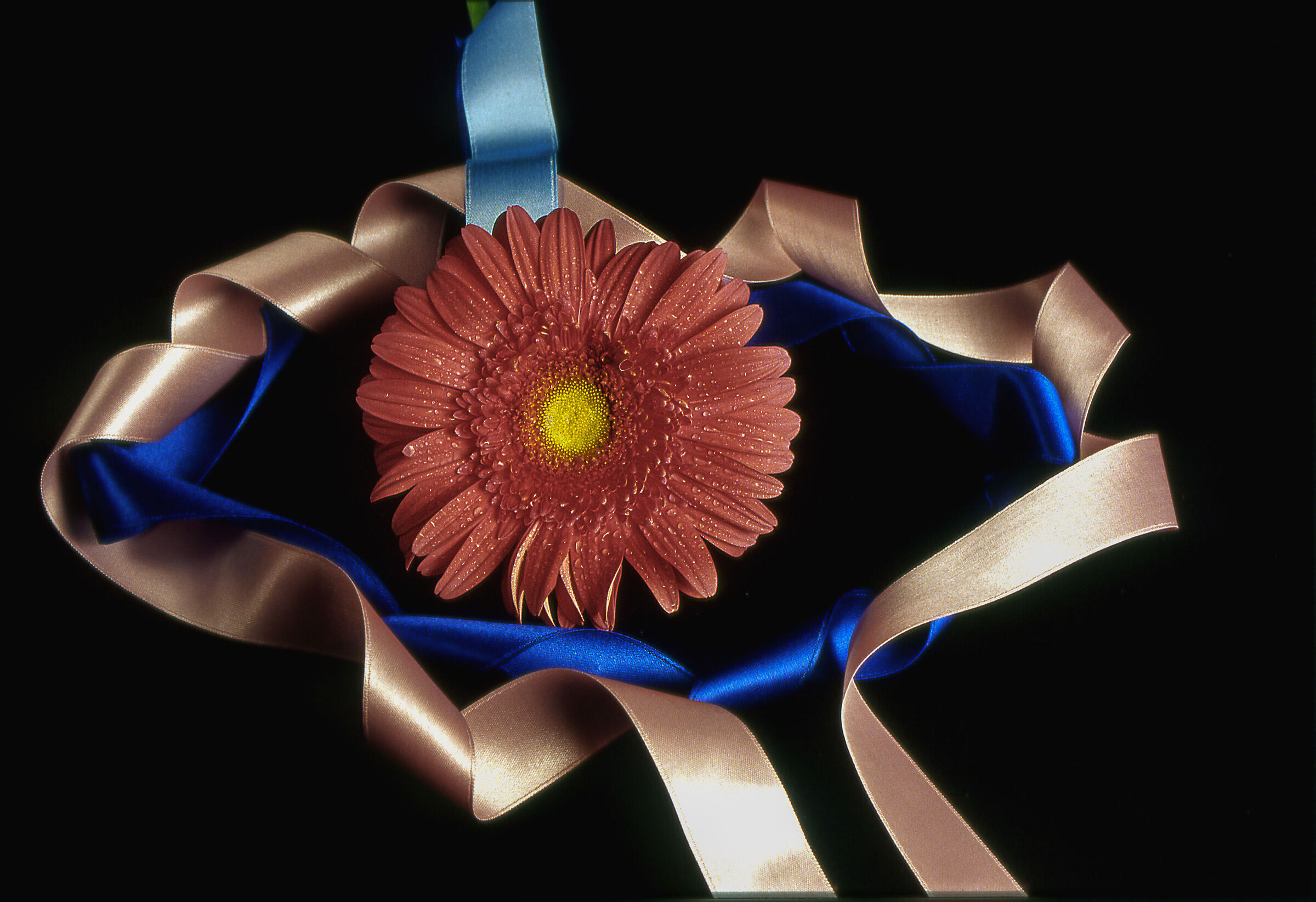 gerbera in festa