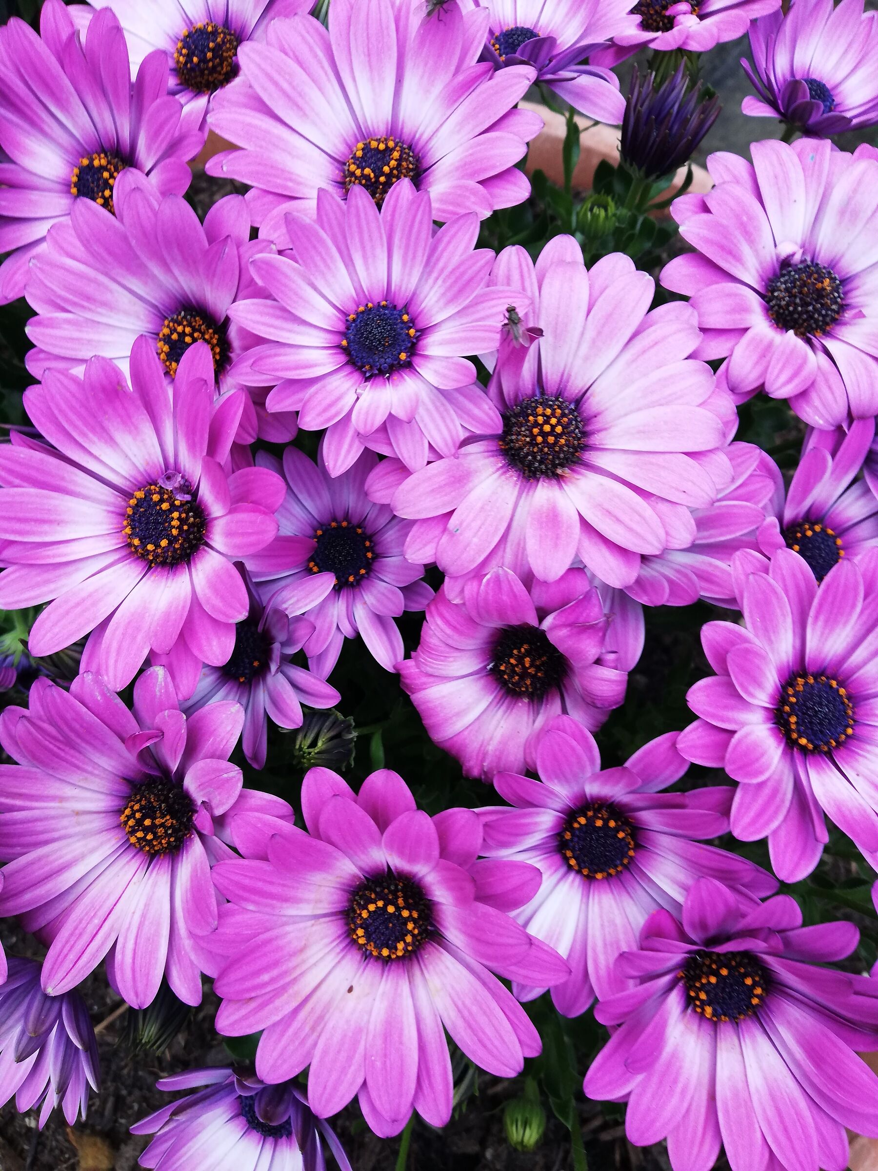 Browsing in the garden