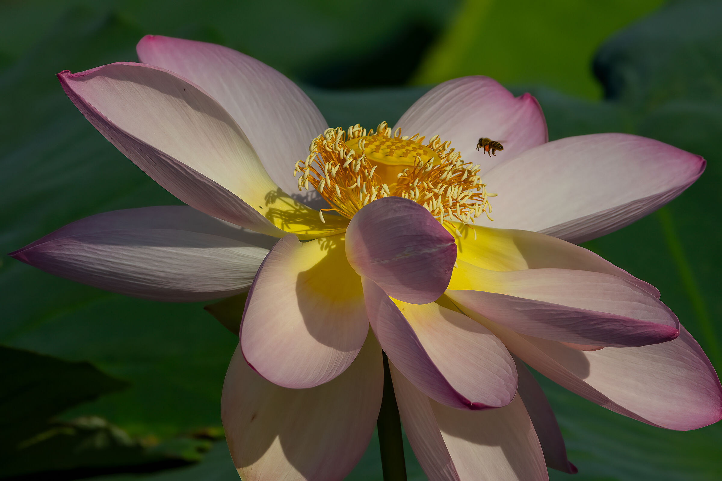 L'Ape su Fiore di loto