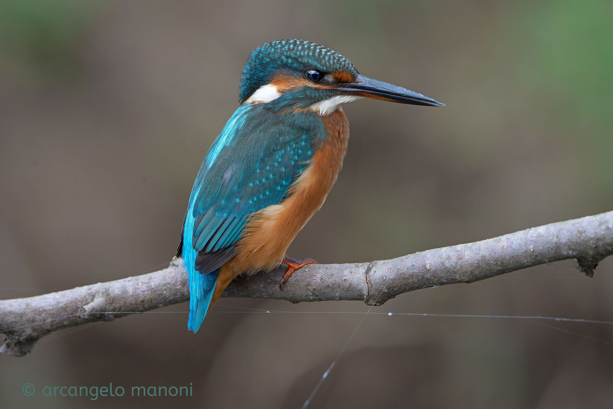 Il ritorno della martina