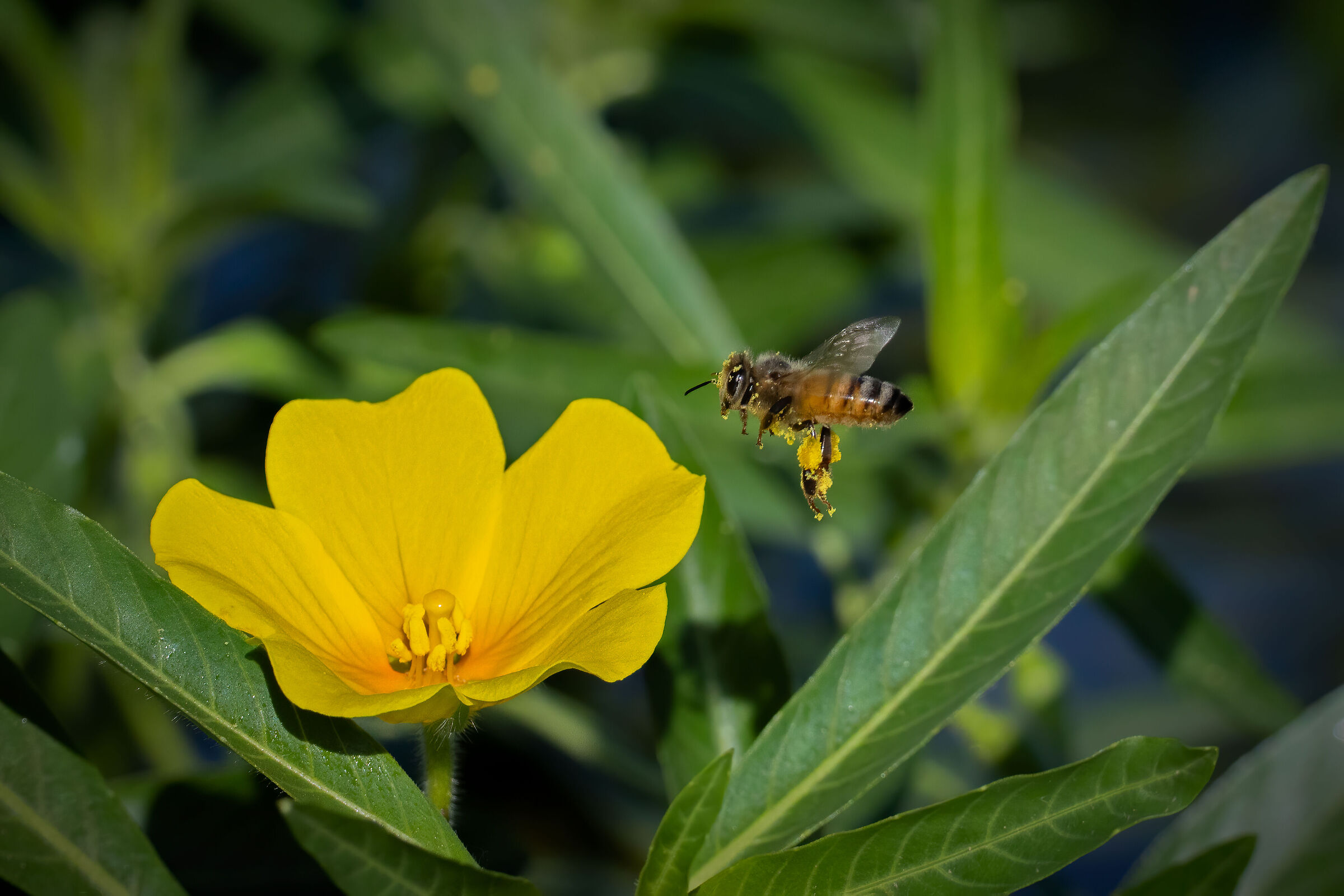 Ludwigia Flower