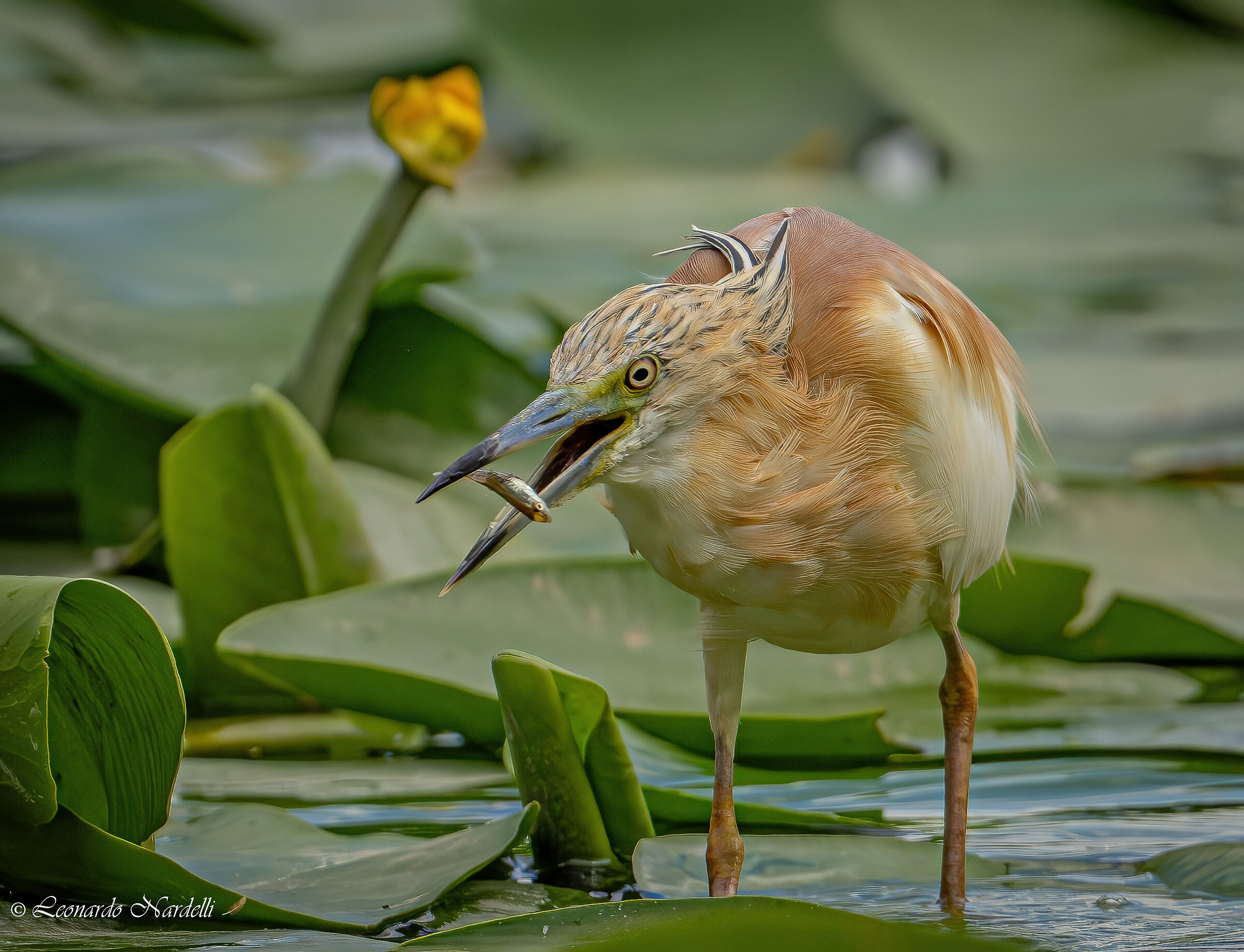 Squacco heron