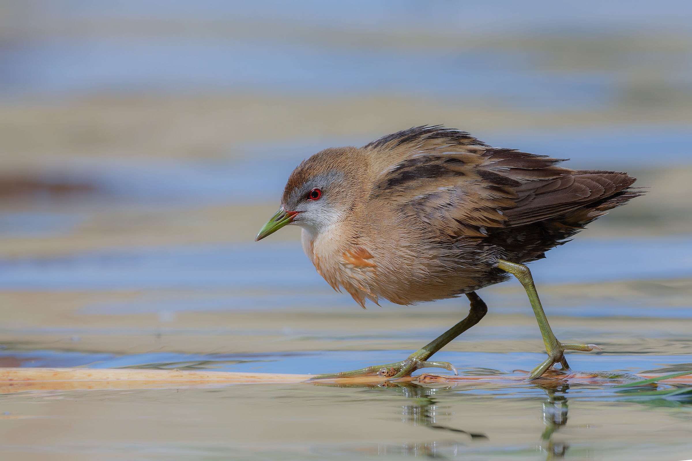 Little crake