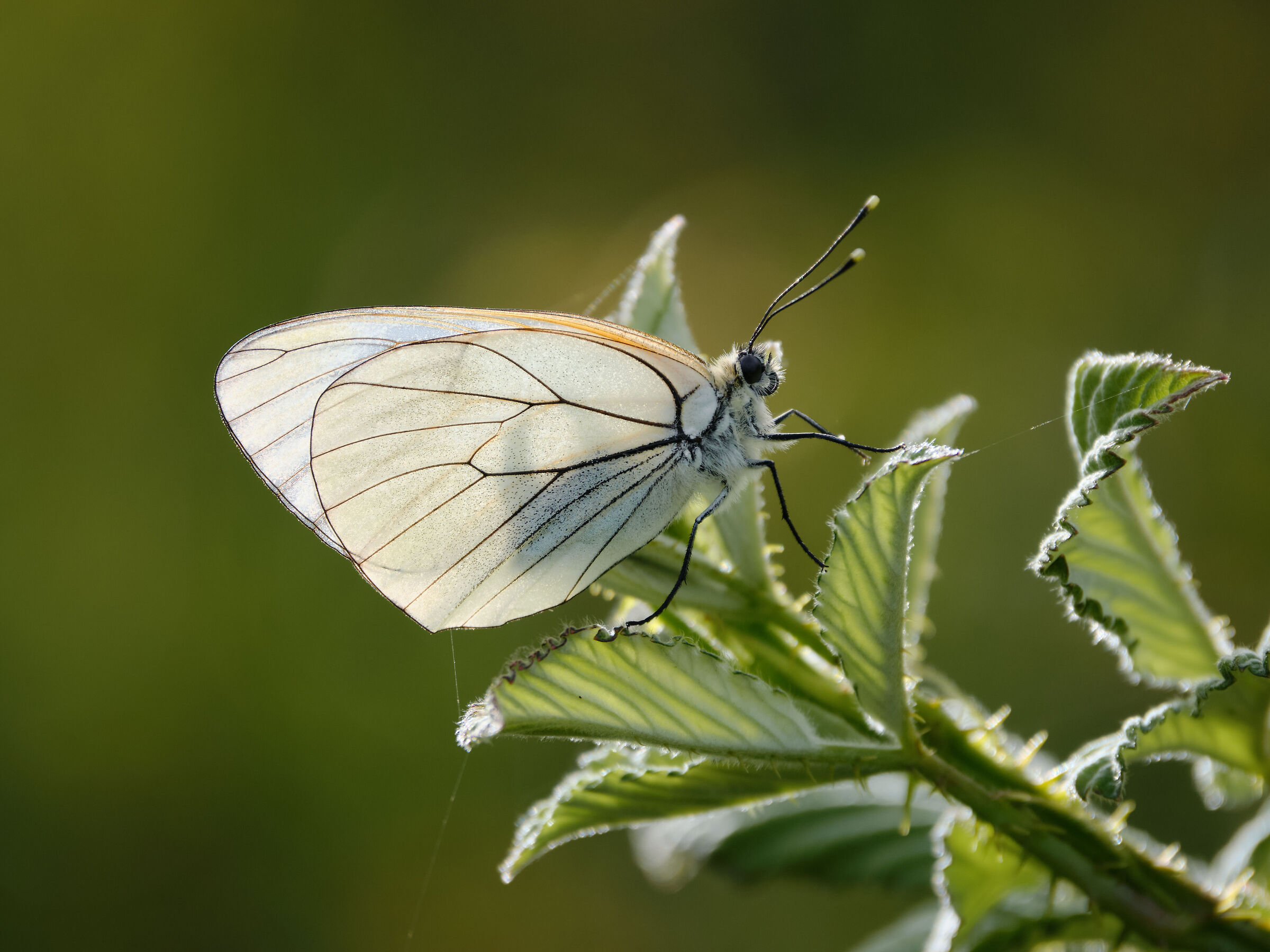 White butterfly