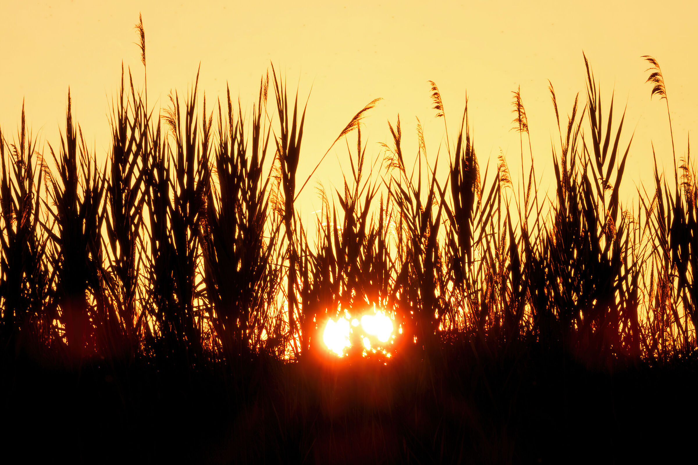 Sunrise among the reeds