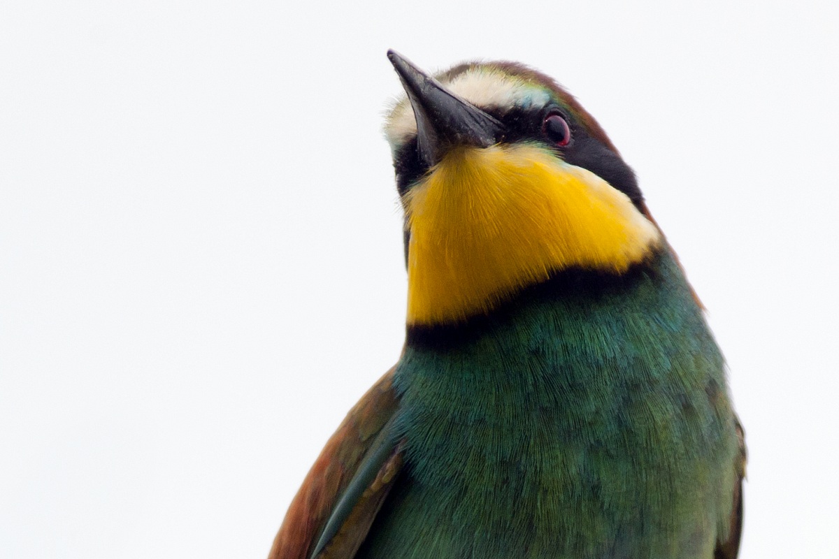 Bee-eaters