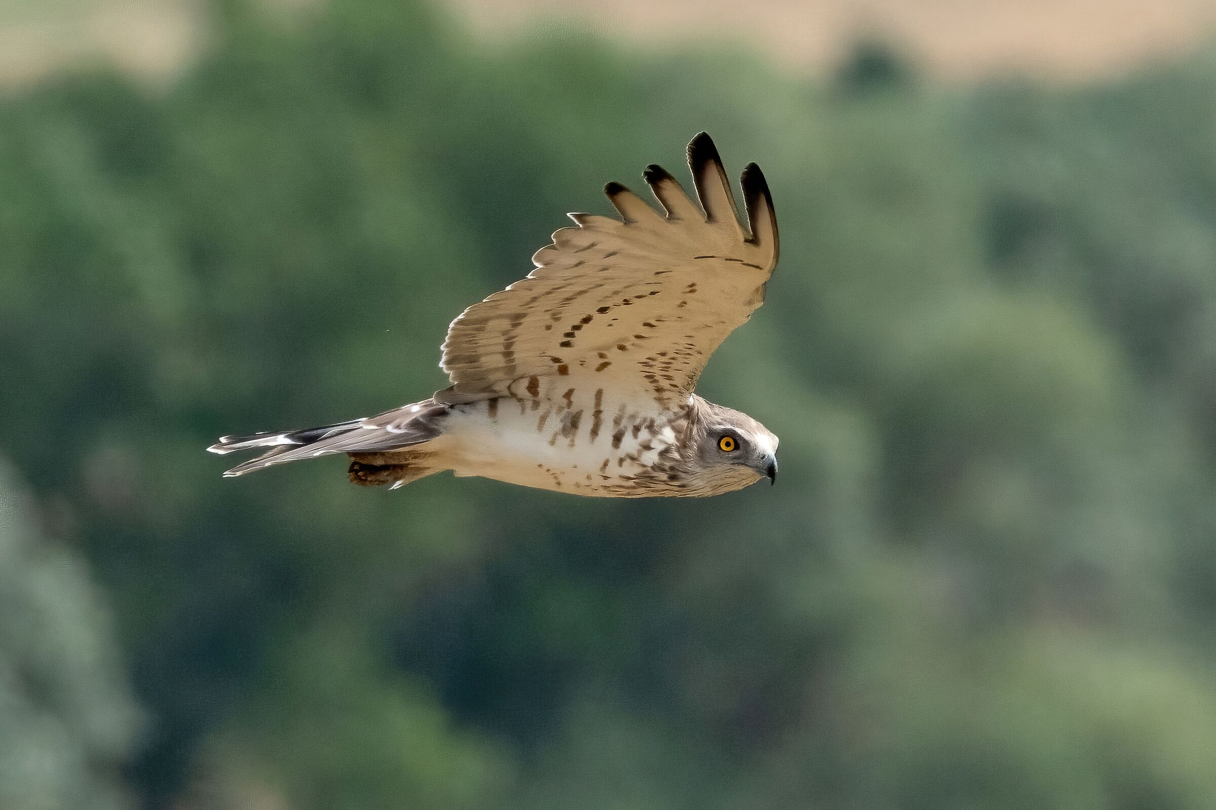 Short-toed Eagle (Circaetus gallicus)
