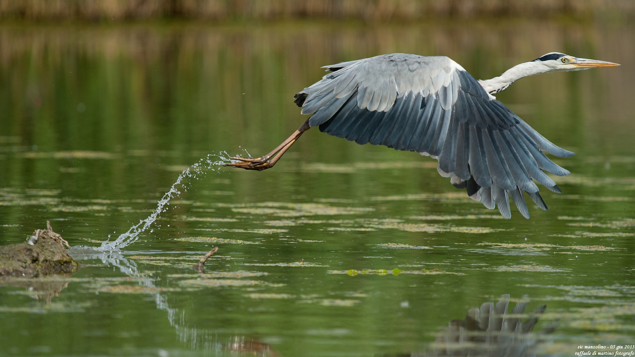 cenerino in partenza