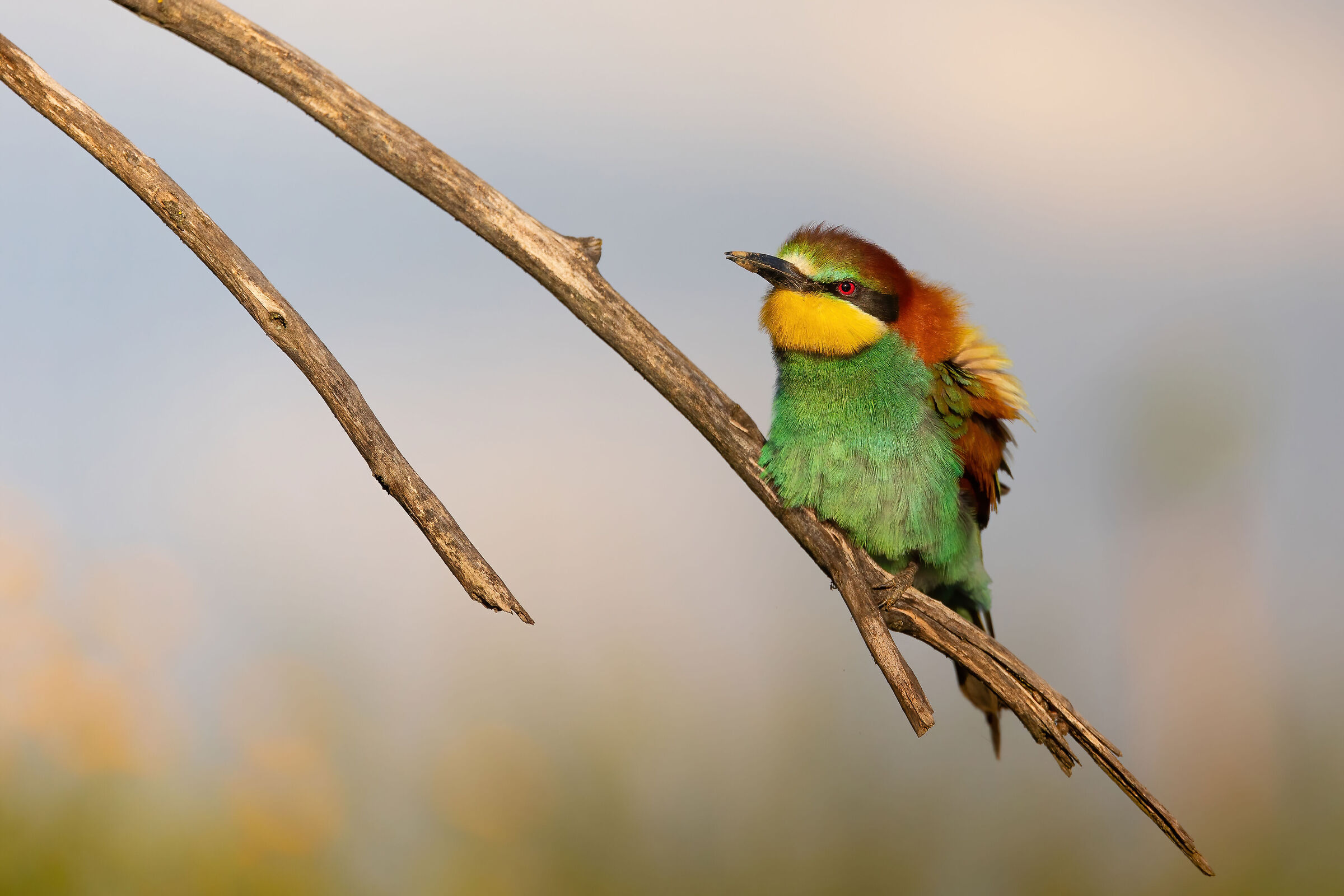 Puffing up the feathers