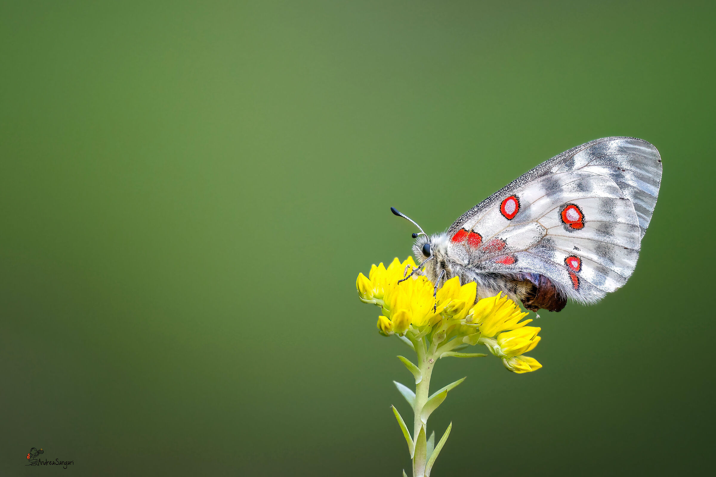 Il coraggio dell'apollo
