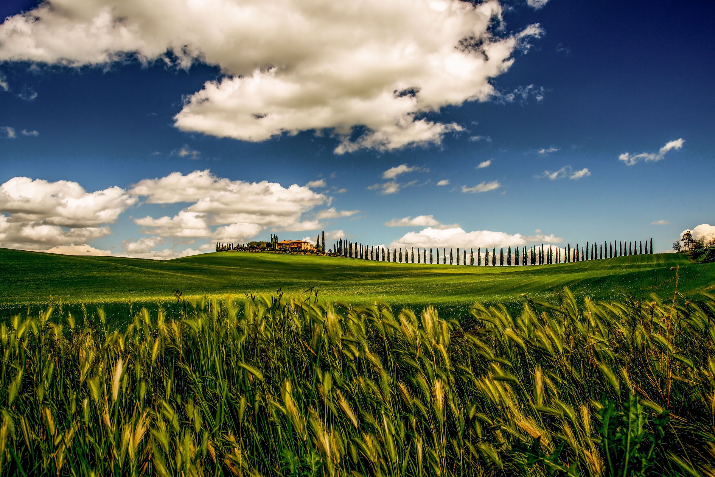 between clouds and wheat.