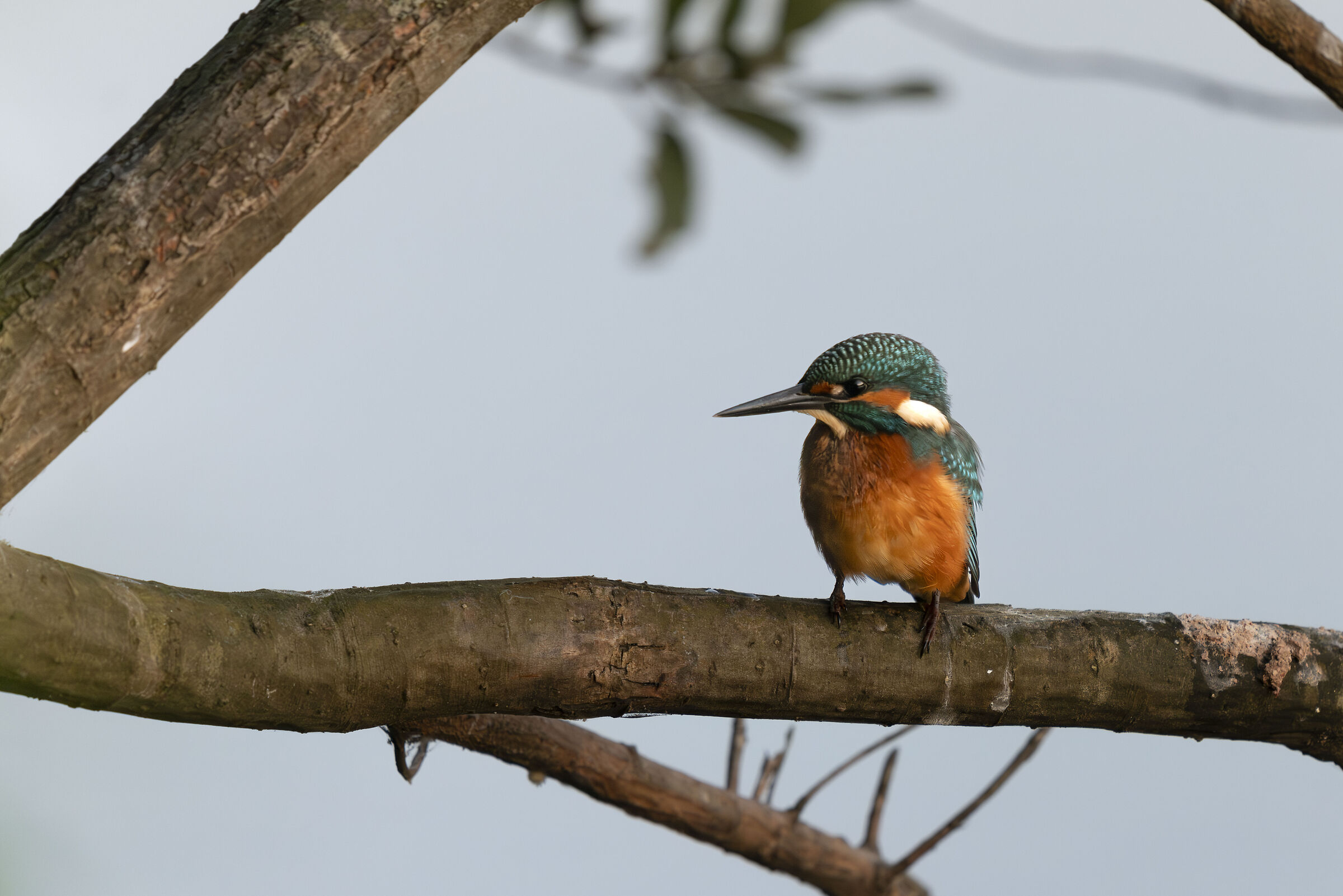 Kingfisher
