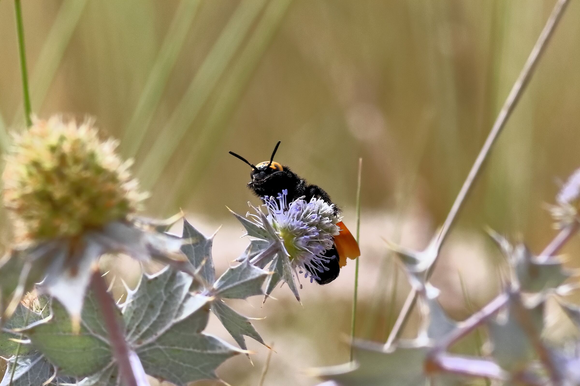Vespa mammut 18-06-2024 - 0373