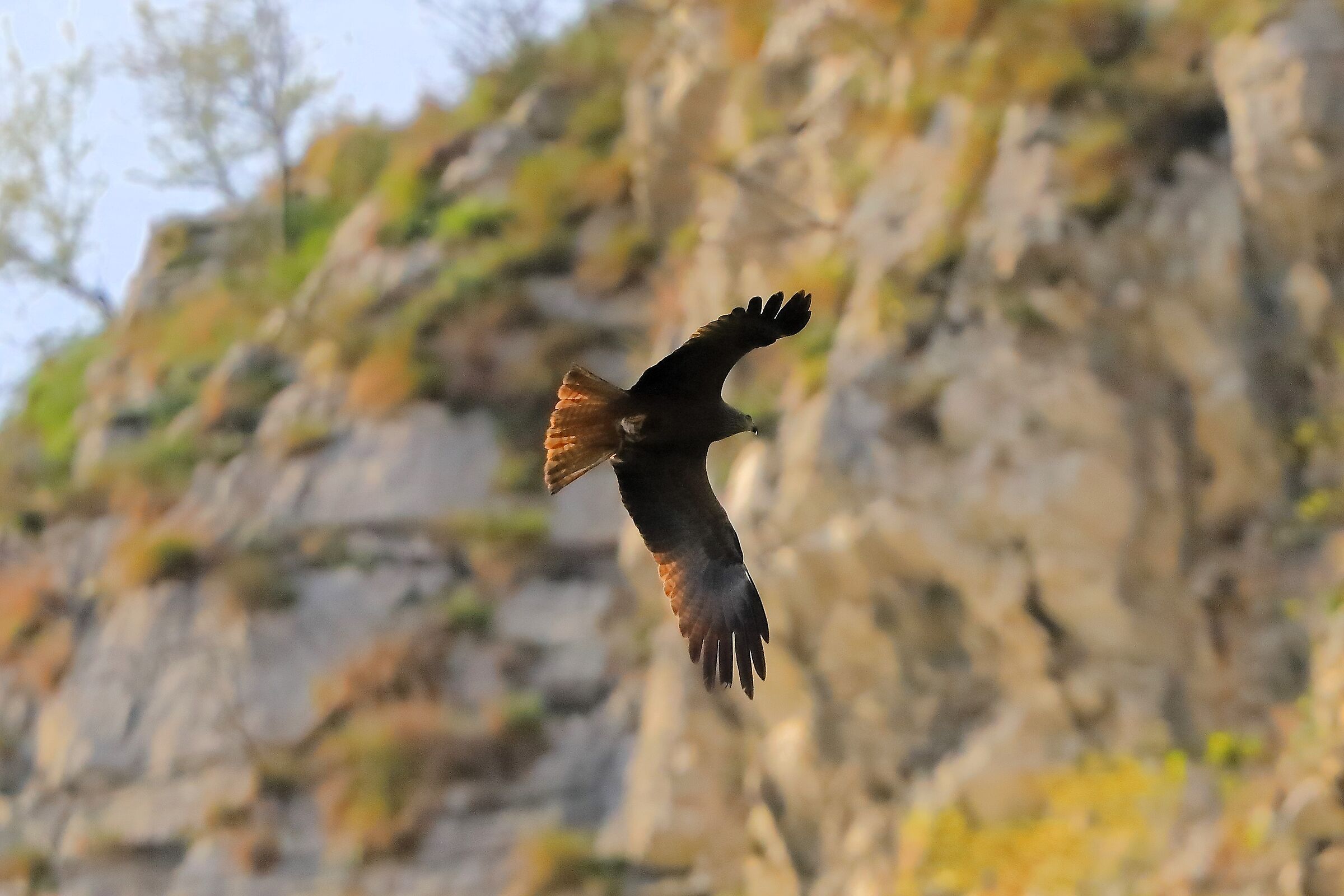 Nibbio bruno 04 aprile 2024 - 0026