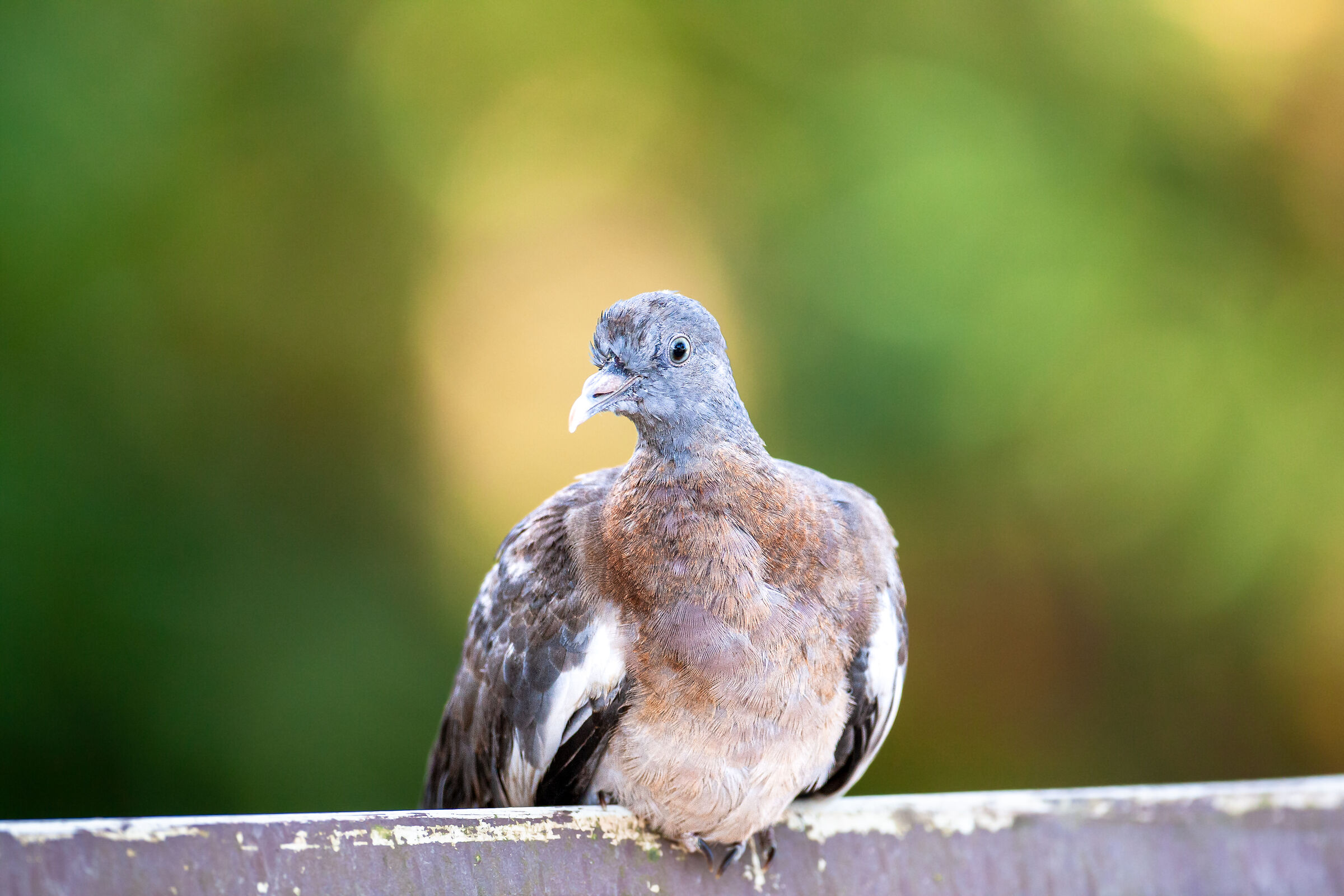 Subadult wood pigeon