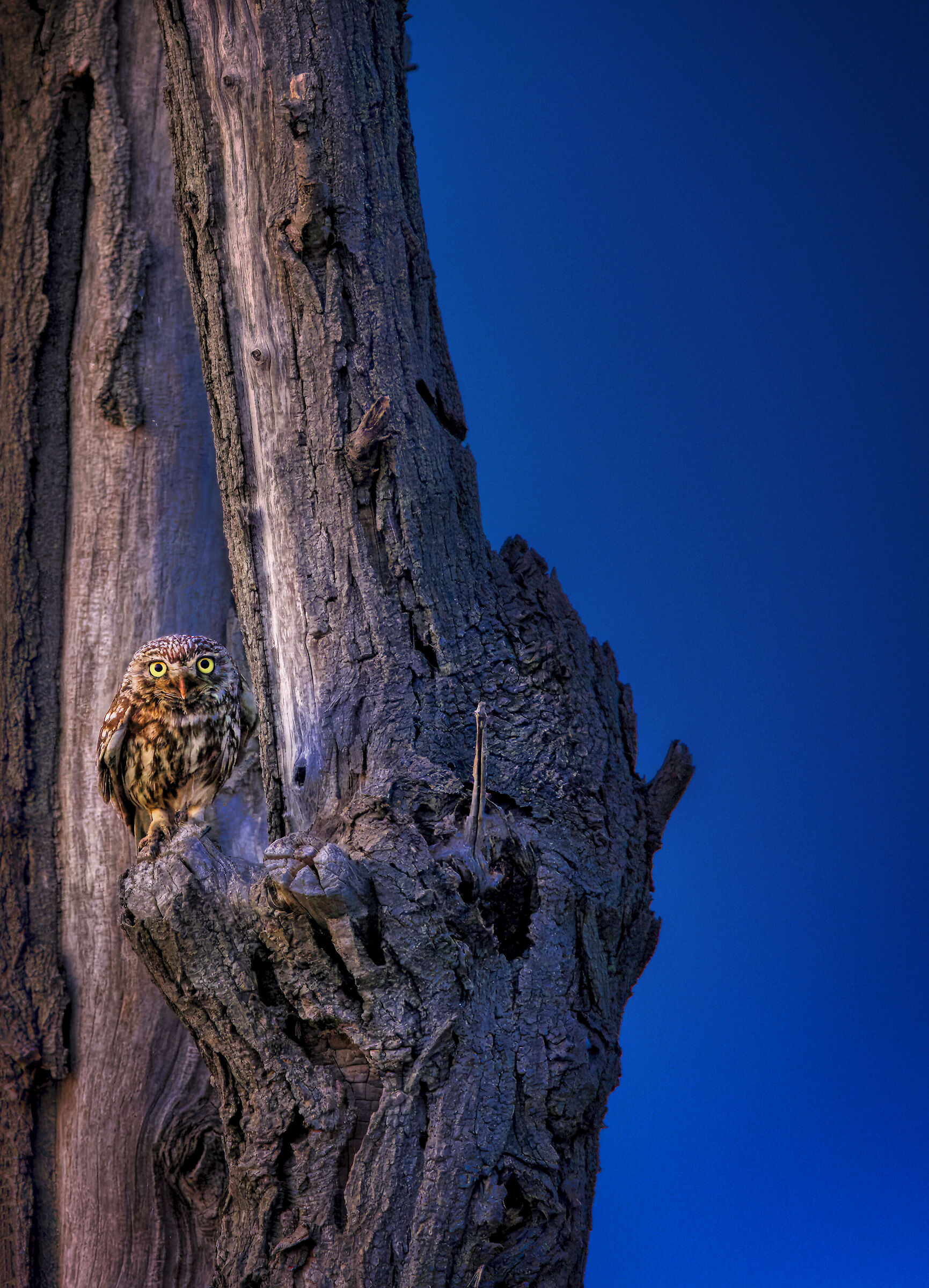 Civetta - Lio Piccolo