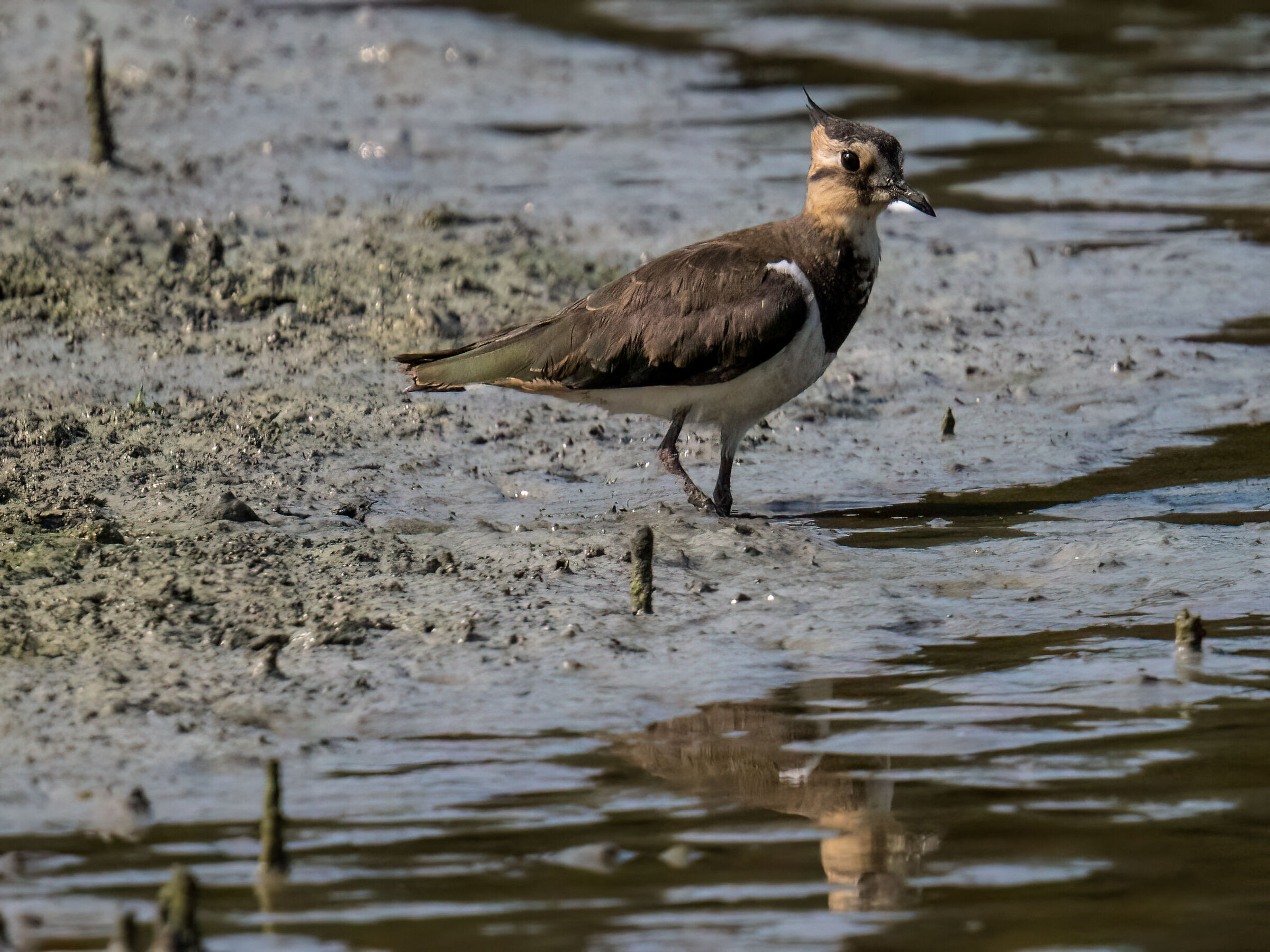 Lapwing