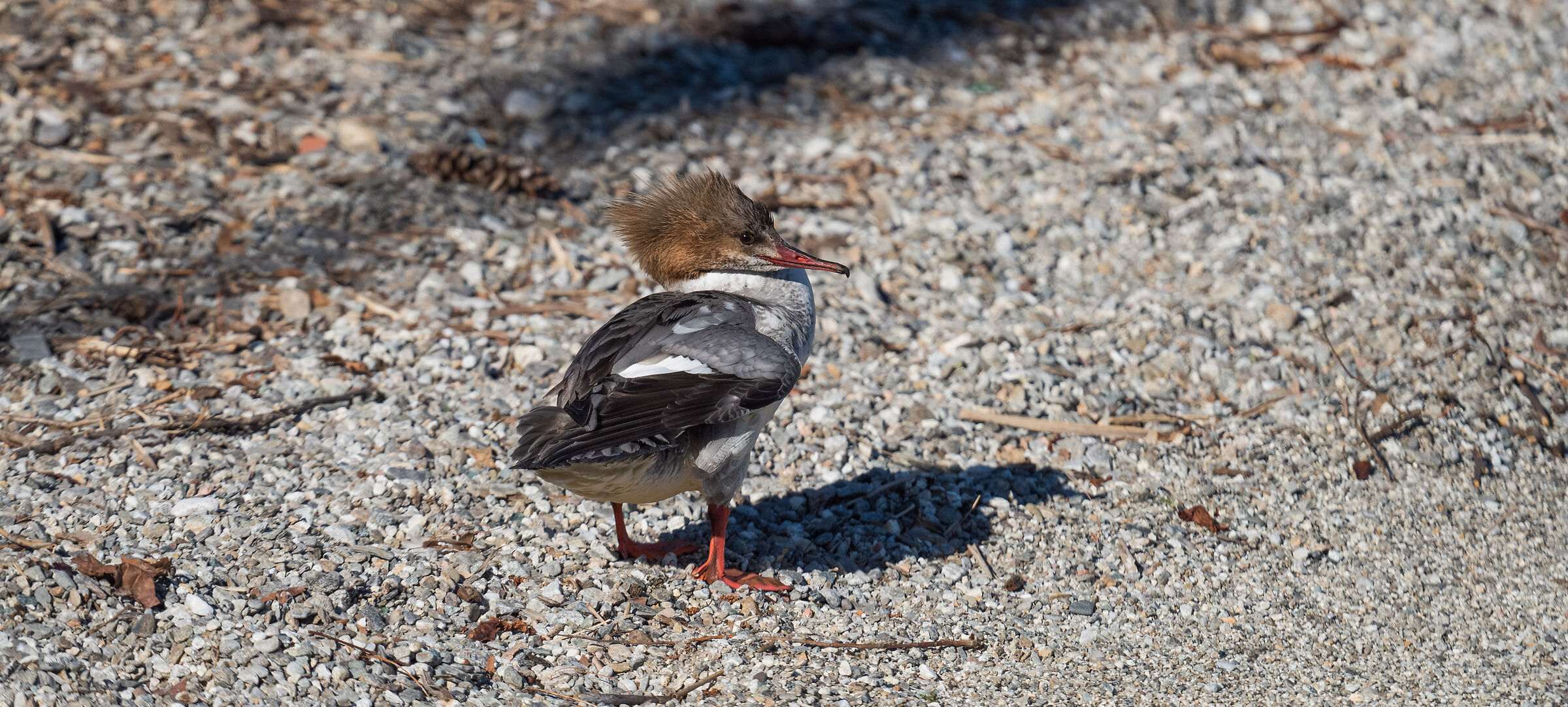 immature merganser