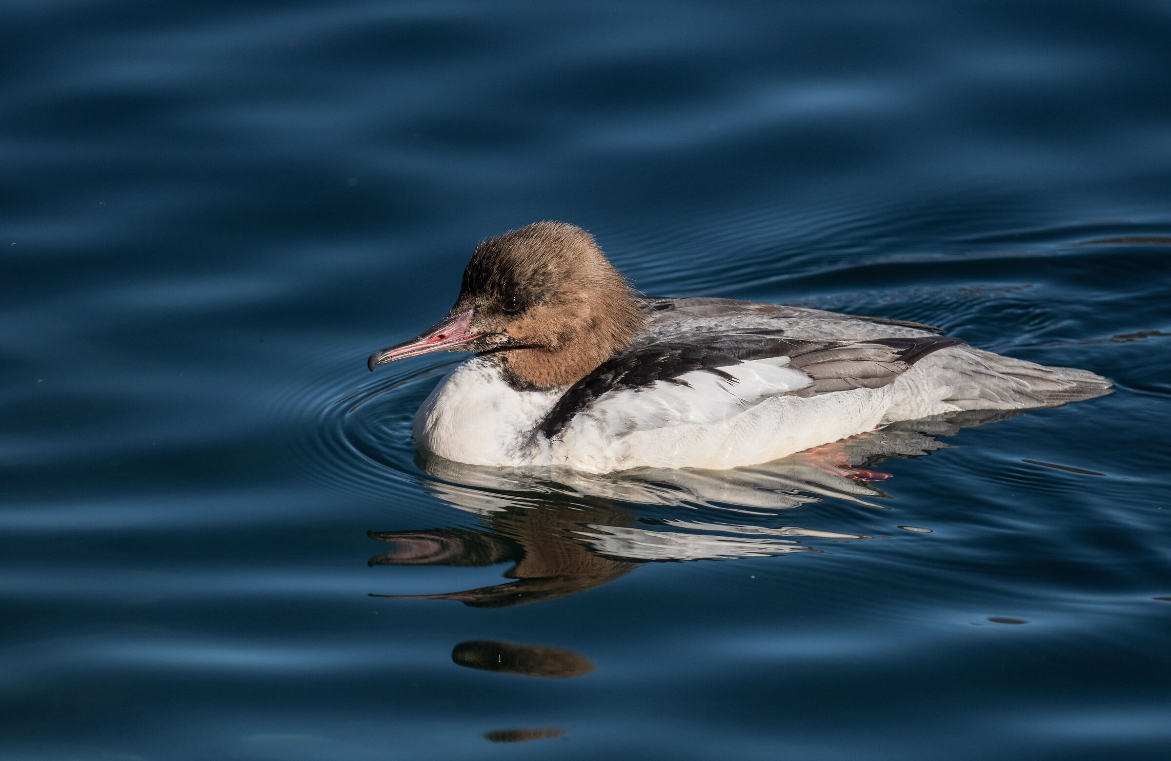 immature merganser