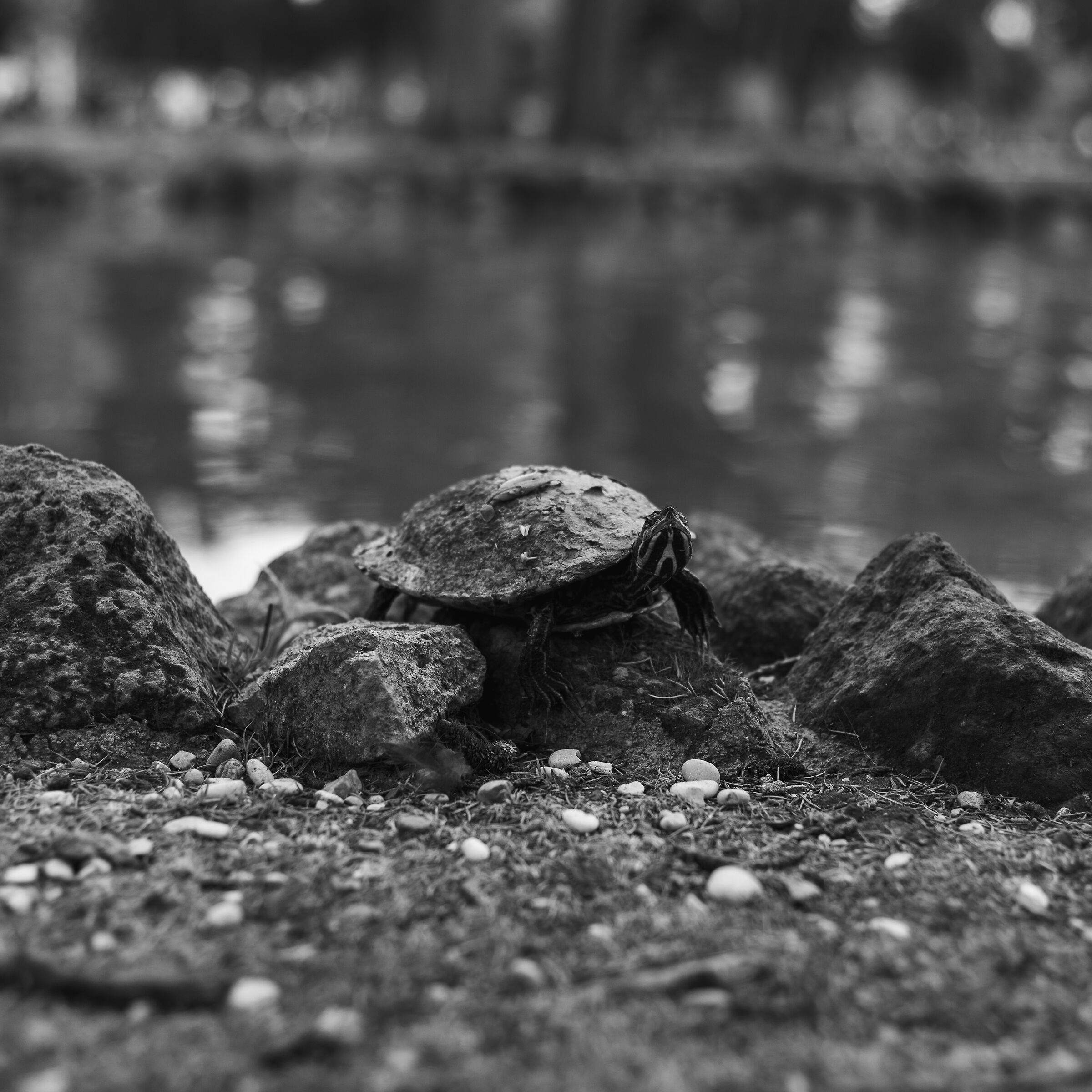 Alla ricerca del Ponte Mannen