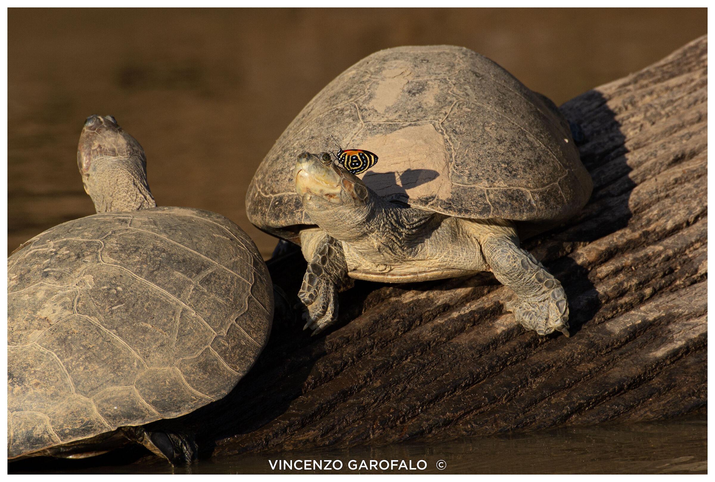 Turtles in the sun with butterfly