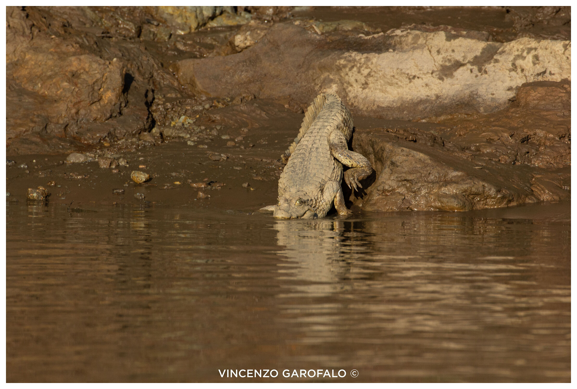 White Caiman
