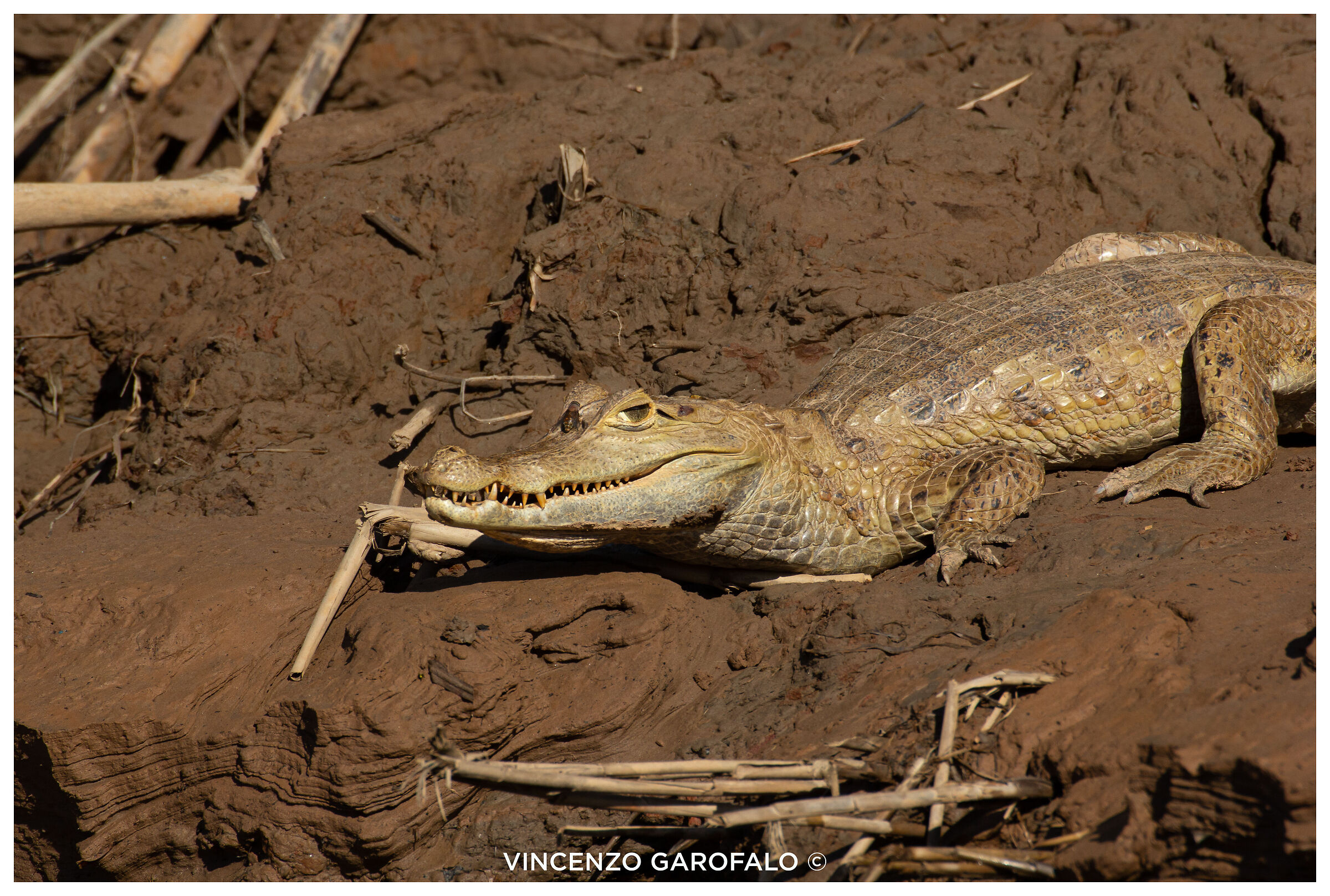 White caiman with wasp