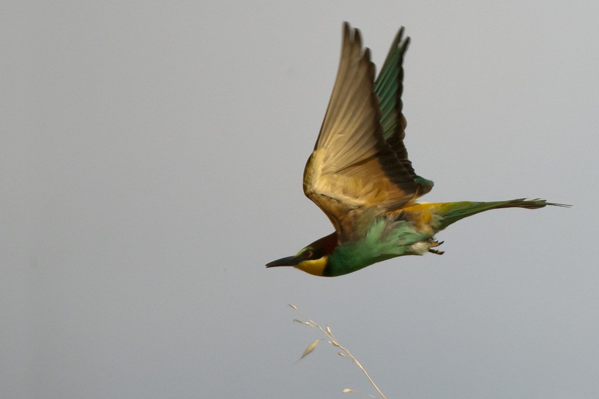 Bee-eaters
